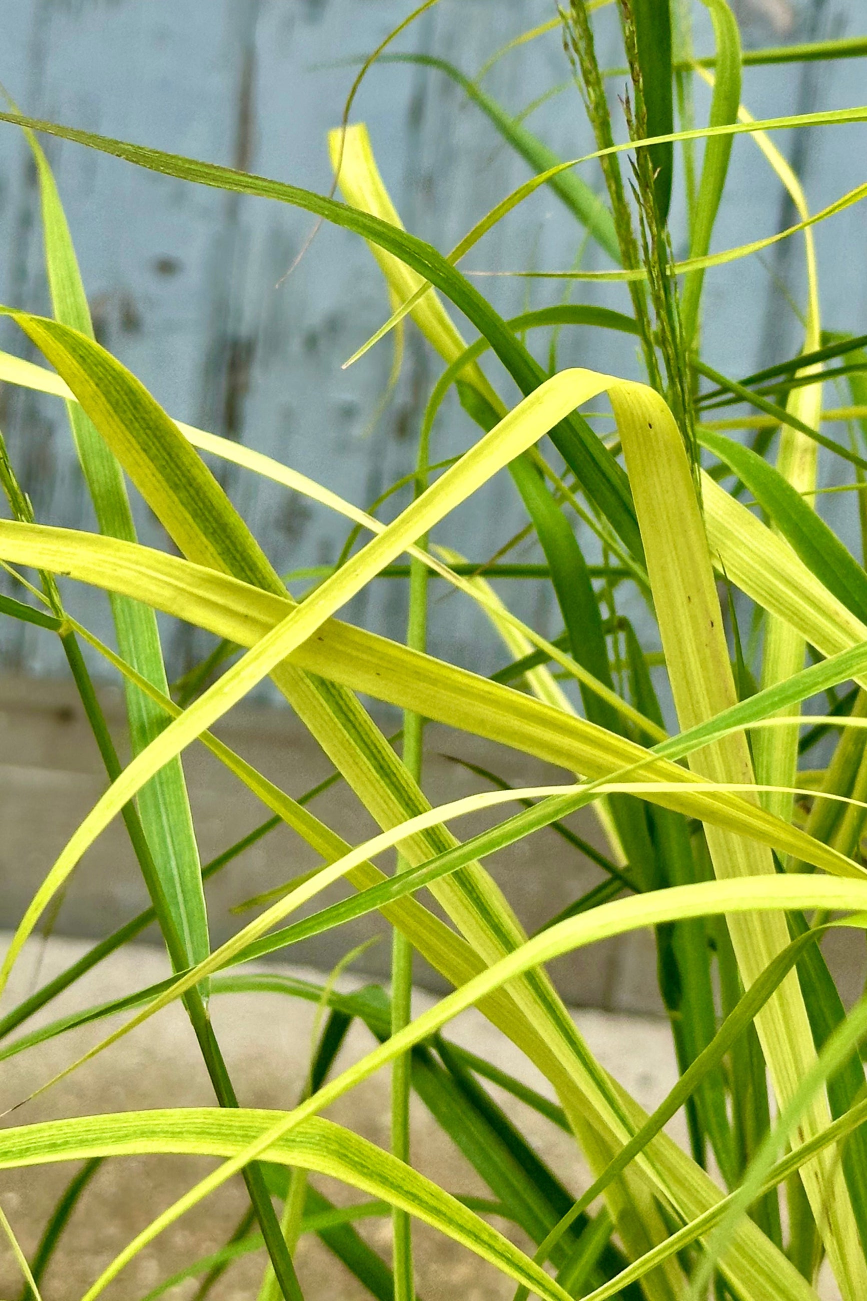 The light green blades up close of Panicum 'Rotstrahlbusch' mid June ©Sprout Home