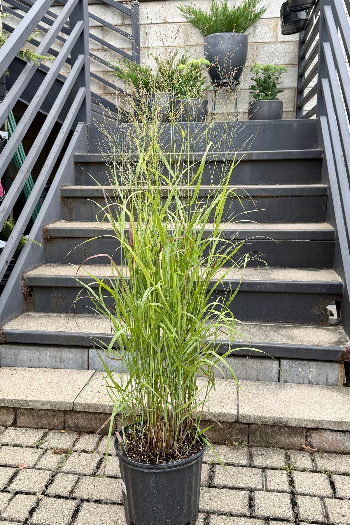 Panicum v. 'Shenandoah' in a #3 growers pot middle of August in front of a staircase. ©Sprout Home