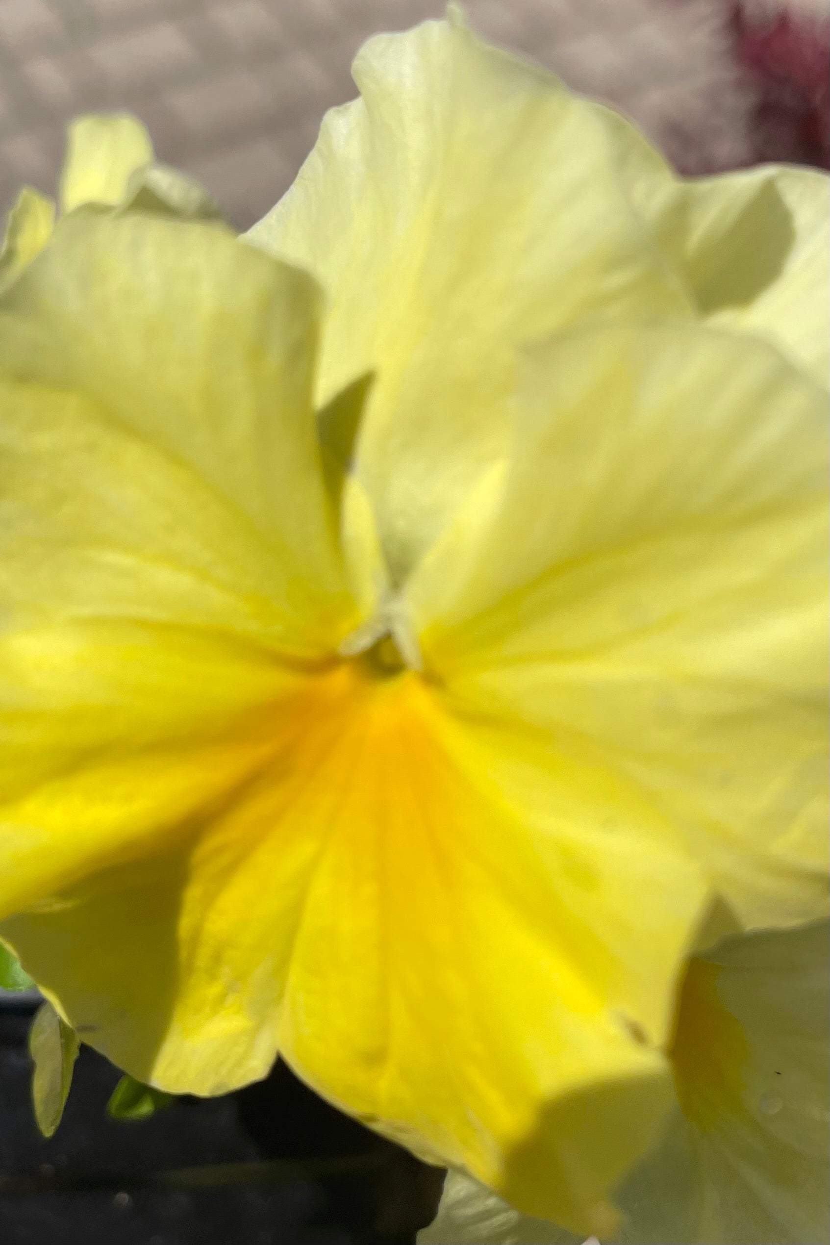 'Cool Wave Lemon' pansy clean pure yellow bloom in flower mode. ©Sprout Home