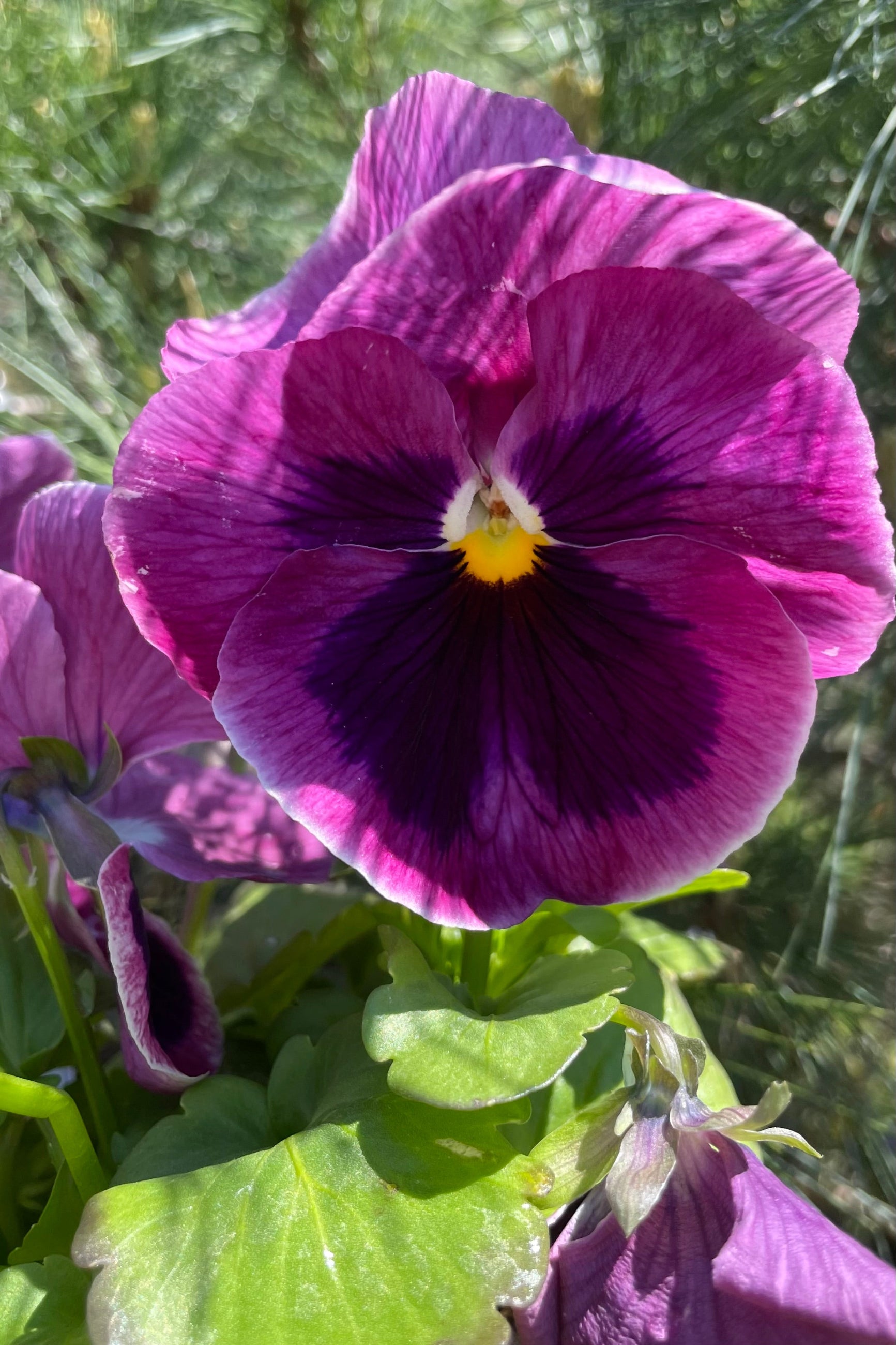'Spring Matrix Pink Shade' Pansy with its purple magenta exterior and dark purple interior flower. ©Sprout Home