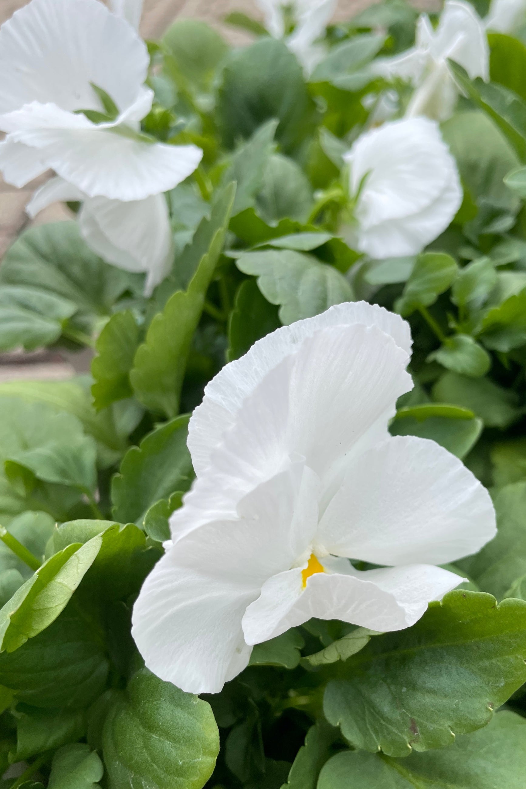 Pansy 'Spring Matrix White' with its white petals and a bit of yellow center. ©Sprout Home