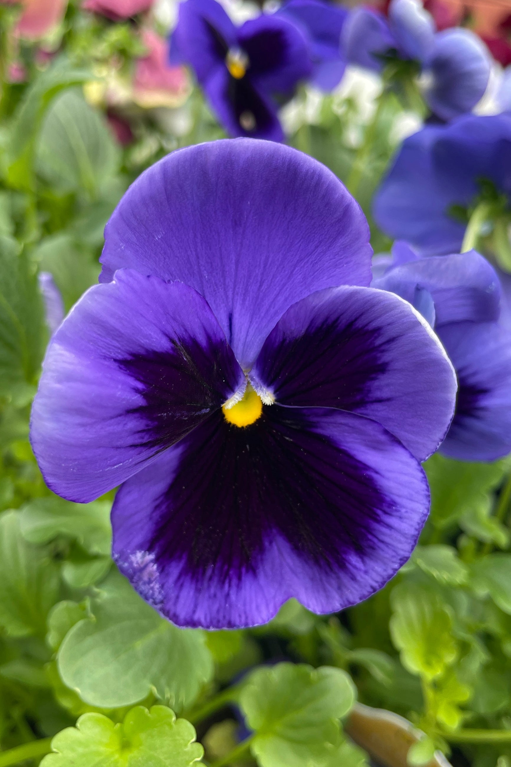 Pansy 'Spring Matrix Blue Blotch' up close violet dark purple petals the beginning of April ©Sprout Home