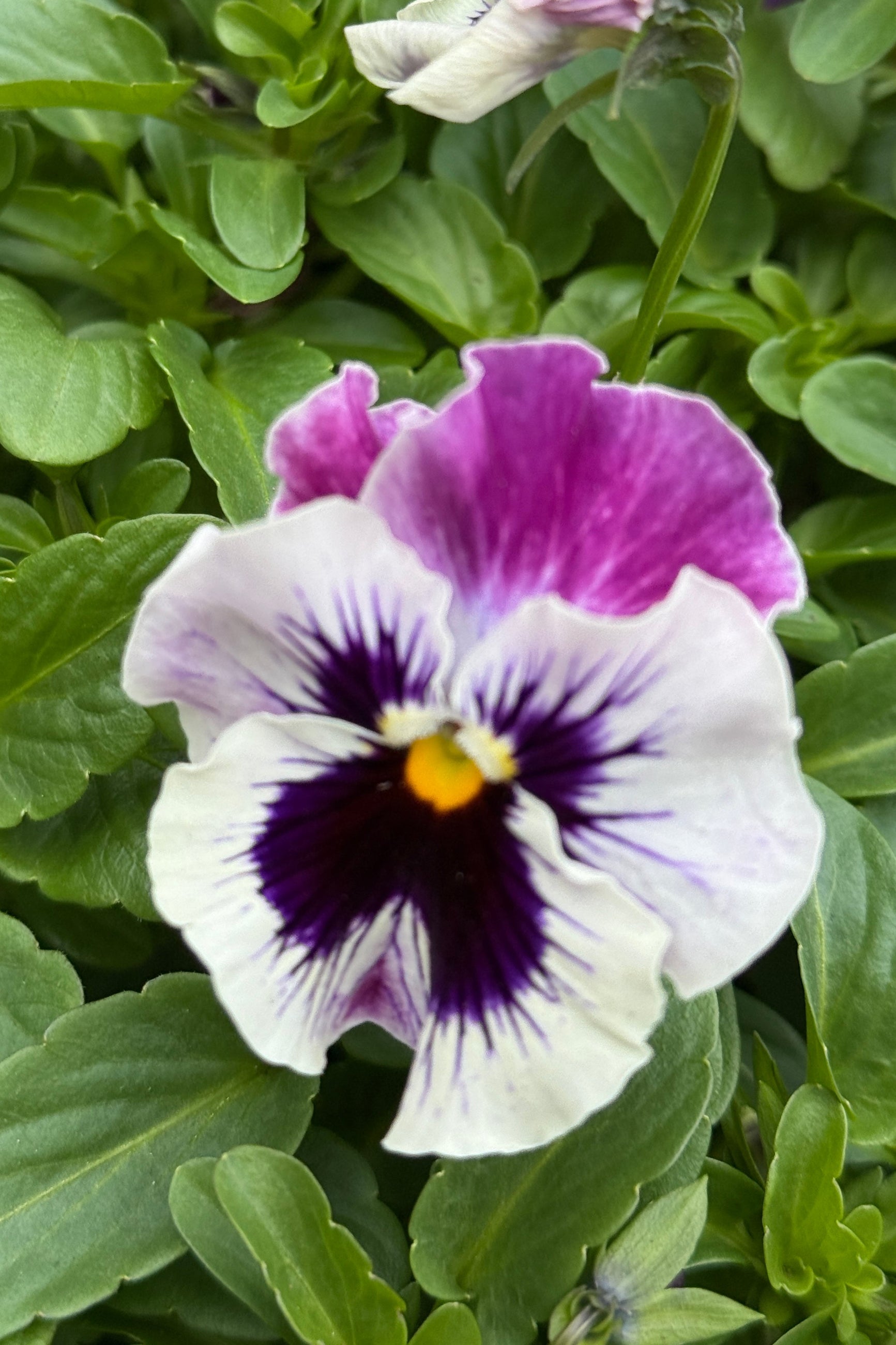 Pansy 'Frizzle Sizzle Raspberry' up close showing the purple and white shades of the petals in late April ©Sprout Home