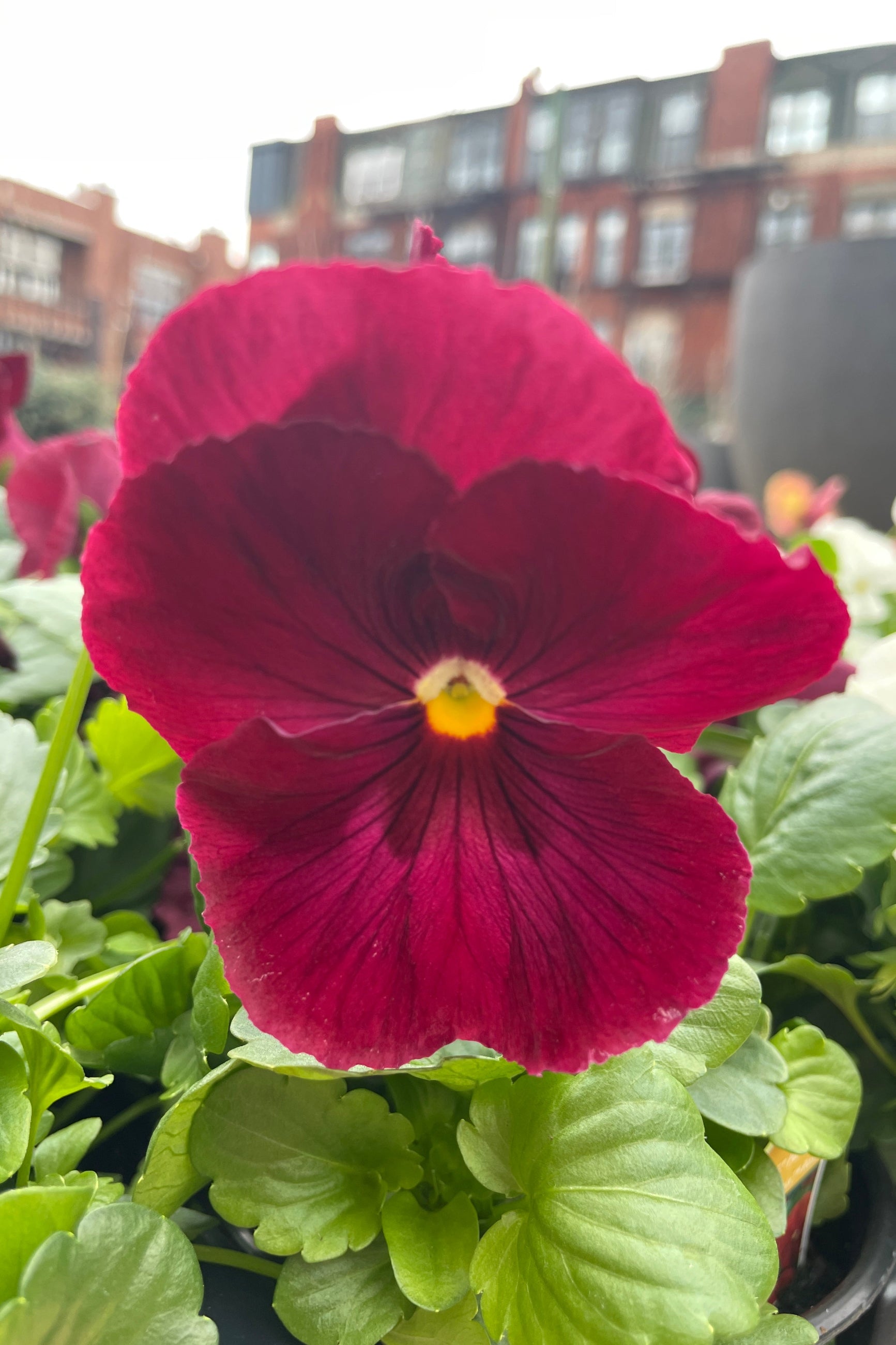 Pansy 'Spring Matrix Rose' burgundy flower up close the beginning of April at Sprout Home ©Sprout Home