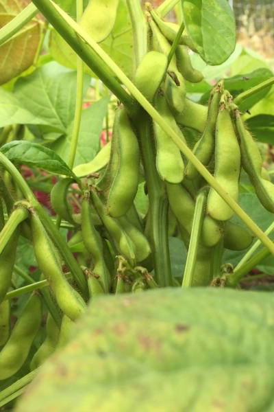 Panther edamame hanging from a plant with leaves in the background ©Hudson Valley Seed Co.