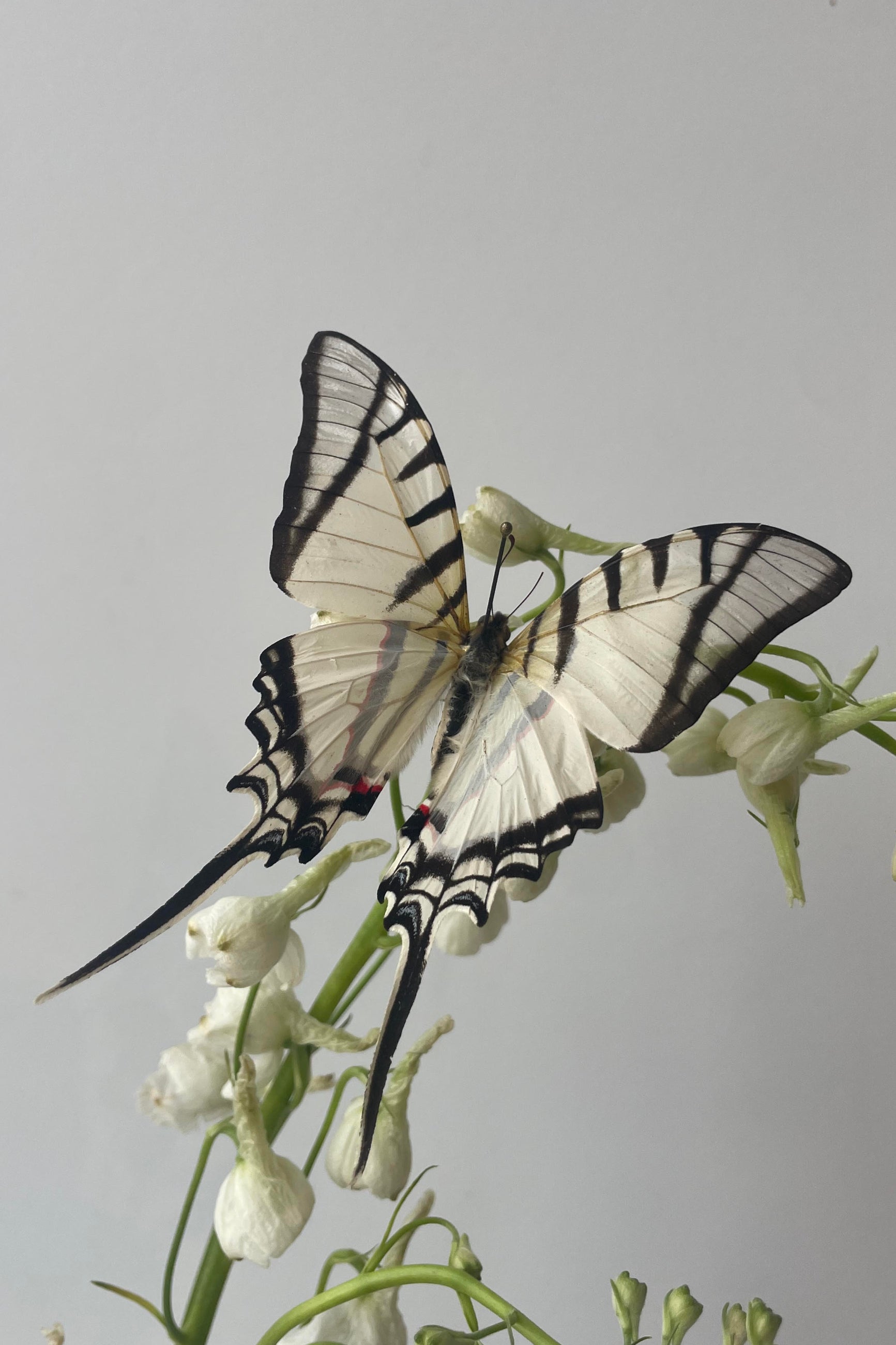 a white and black swallowtail butterfly with white flowers ©Sprout Home