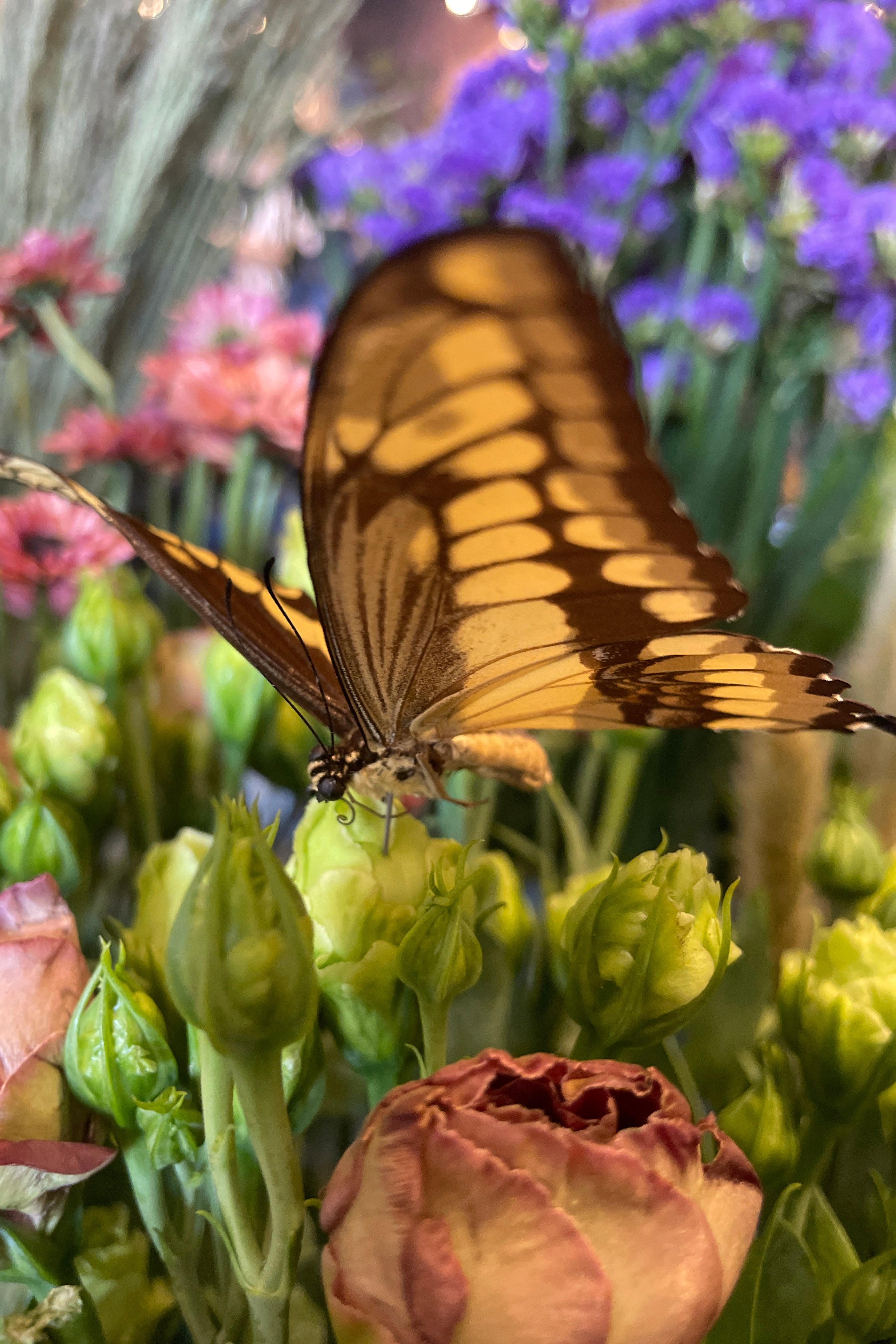 Papilio cresphontes butterfly at Sprout Home shown from the side on top of flowers.