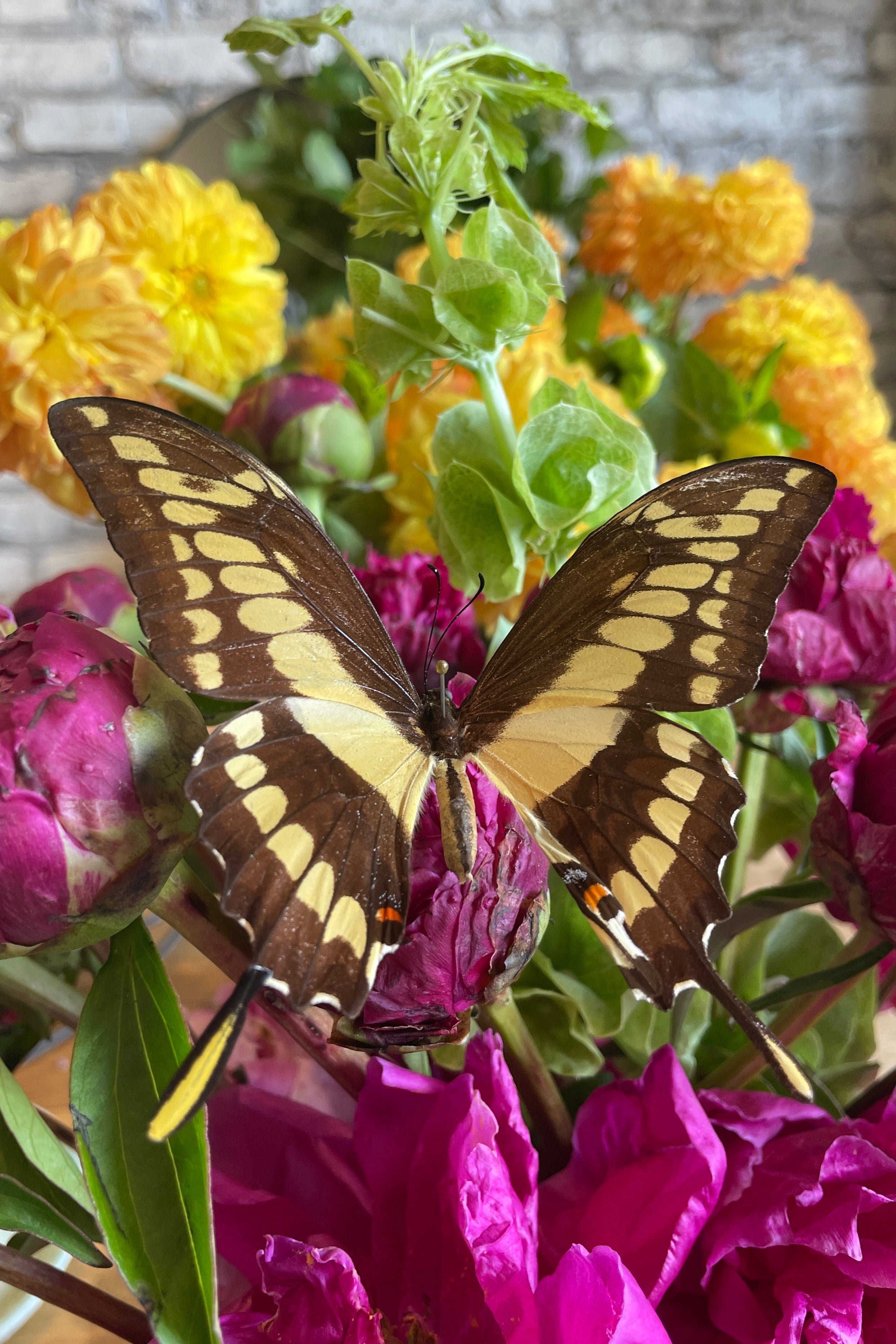 Papilio cresphontes giant swallowtail posed on magenta flowers.