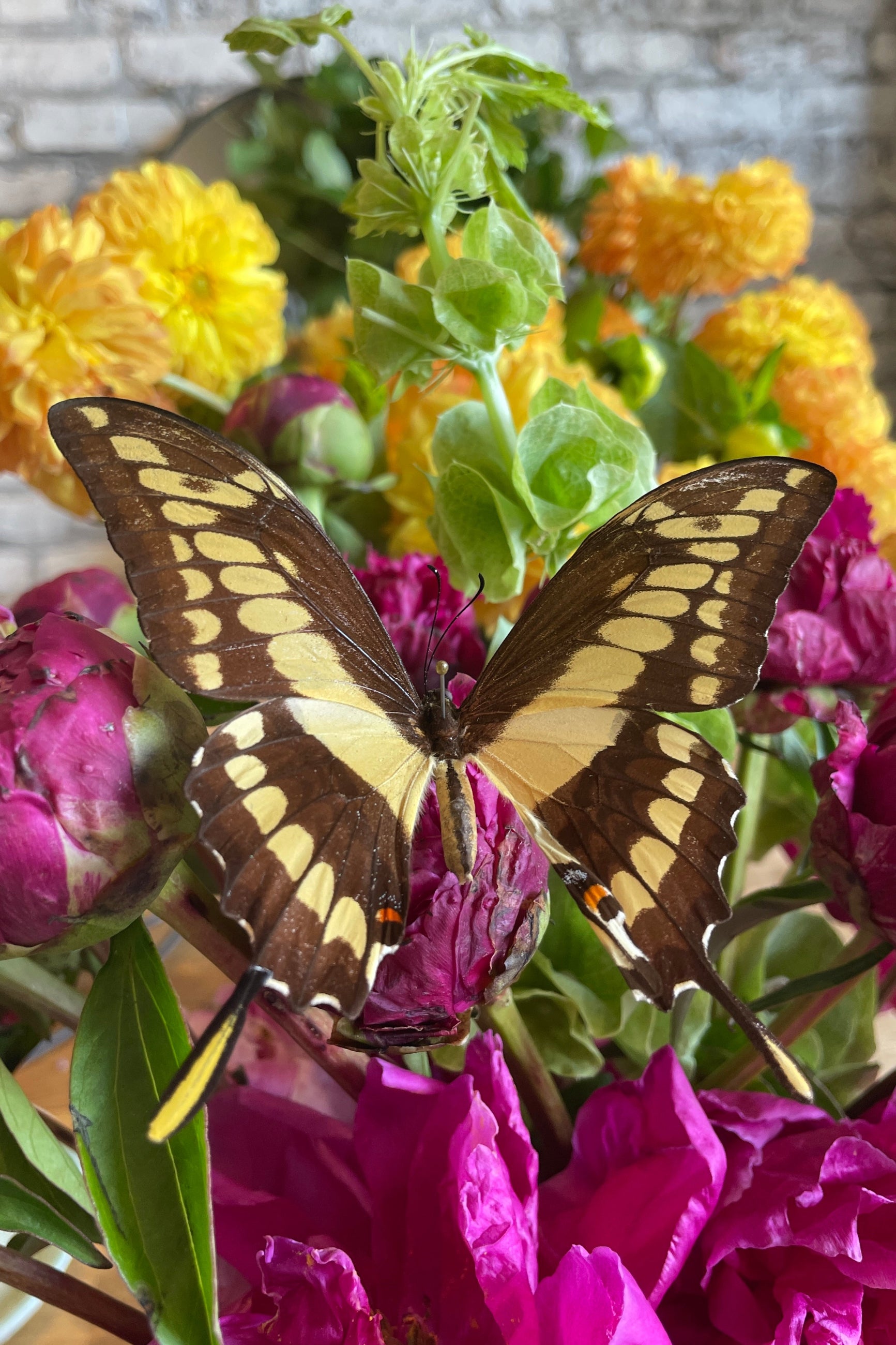 Papilio cresphontes giant swallowtail posed on magenta flowers. ©Sprout Home