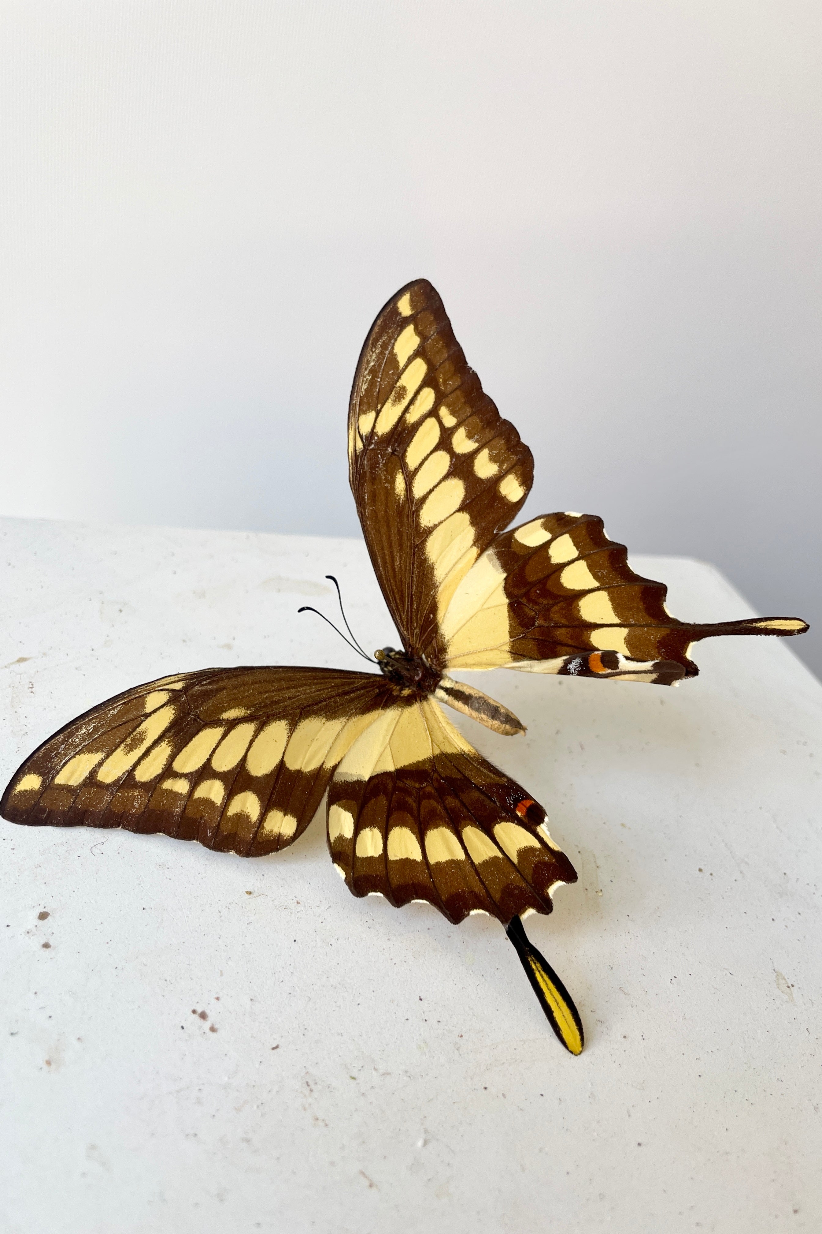 Giant swallowtail butterfly posed with its wings open in flight mode.