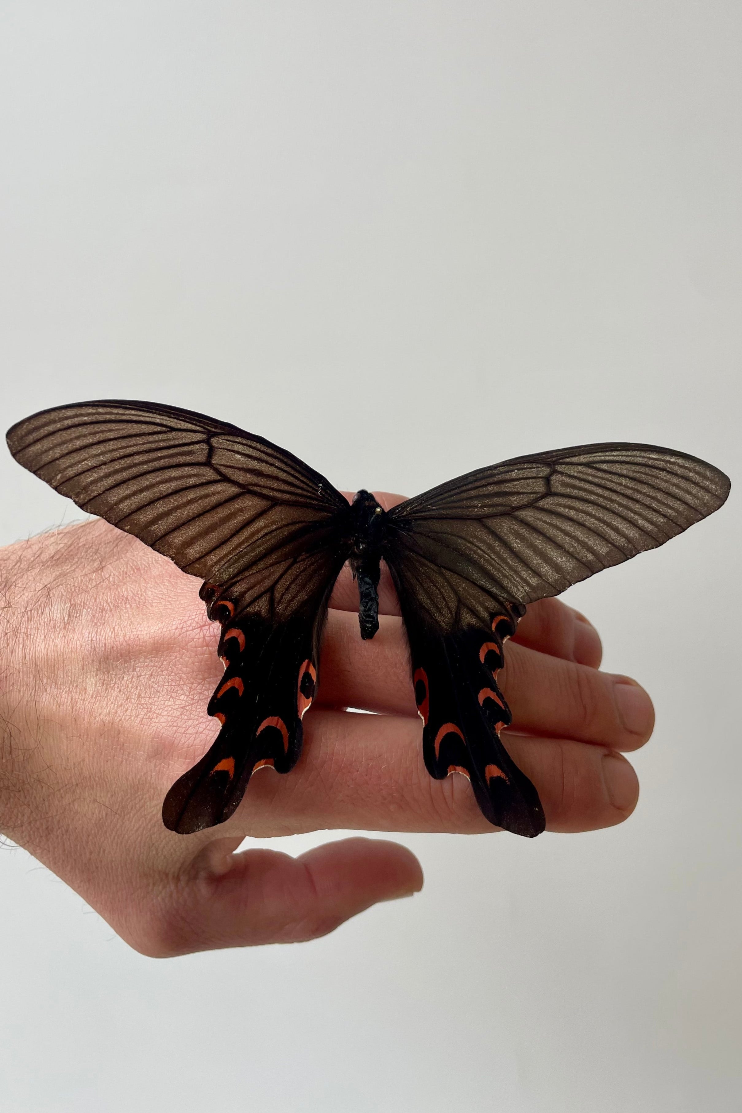 Photo of a gray, black and red swallowtail butterfly posed on a hand in front of a white wall. The butterfly is Papilio elwesi ©Sprout Home