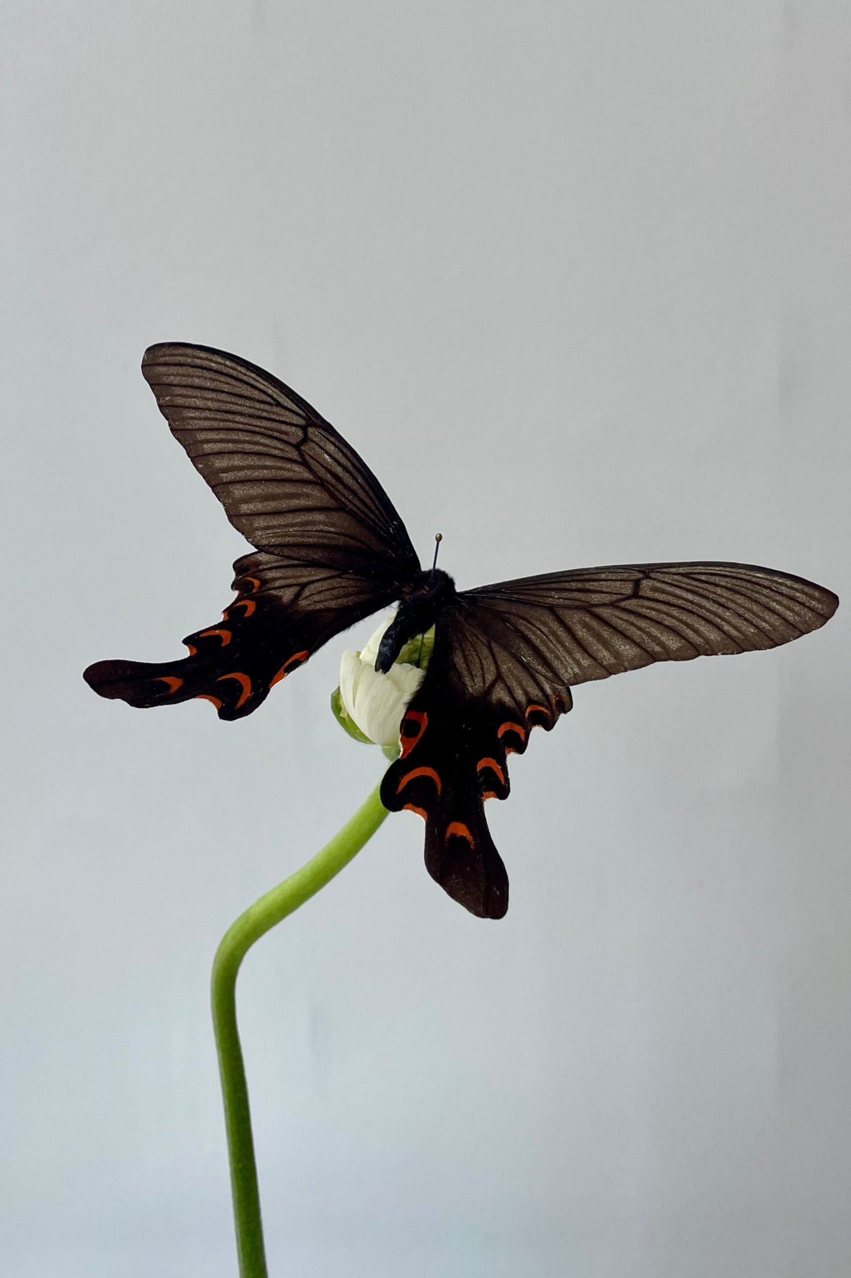 Photo of a gray, black and red swallowtail butterfly on a green flower stem in front of a white wall. The butterfly is Papilio elwesi ©Sprout Home