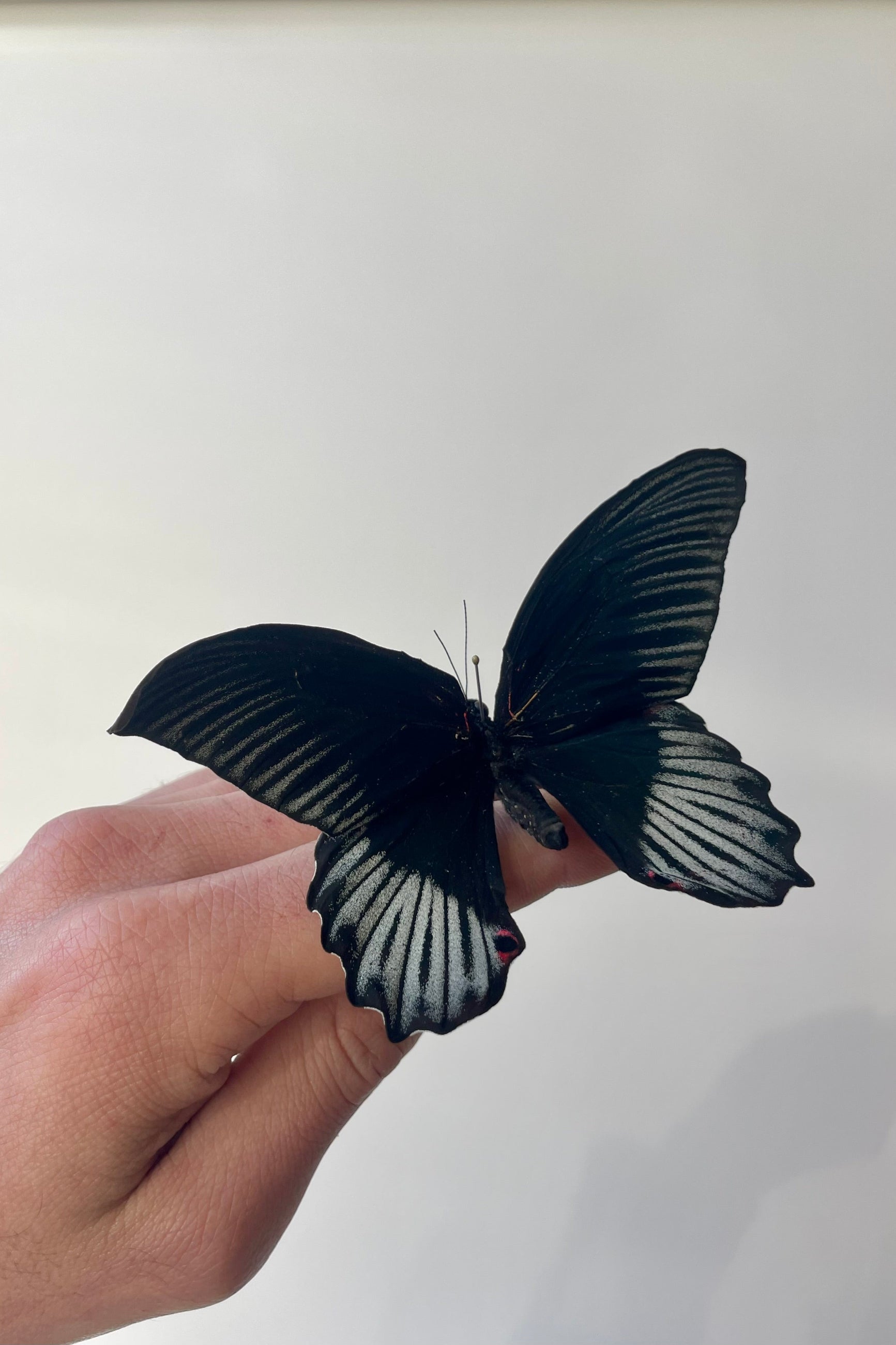 Photo of the black and white wings of a preserved specimen of Papilio rumanzovia butterfly against a white wall. ©Sprout Home