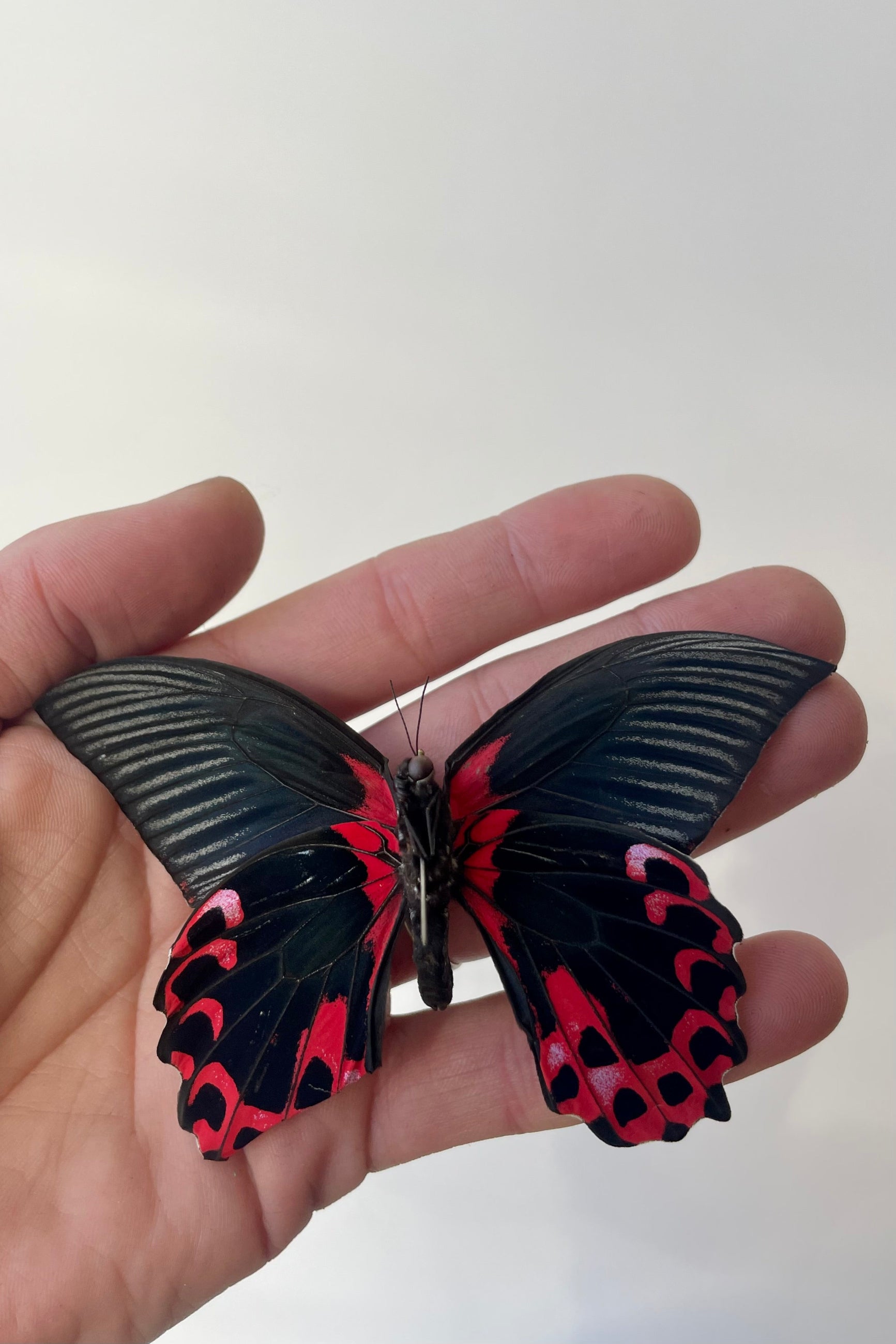Photo of a hand holding the black and red wings of Papilio rumanzovia butterfly against a white wall. ©Sprout Home
