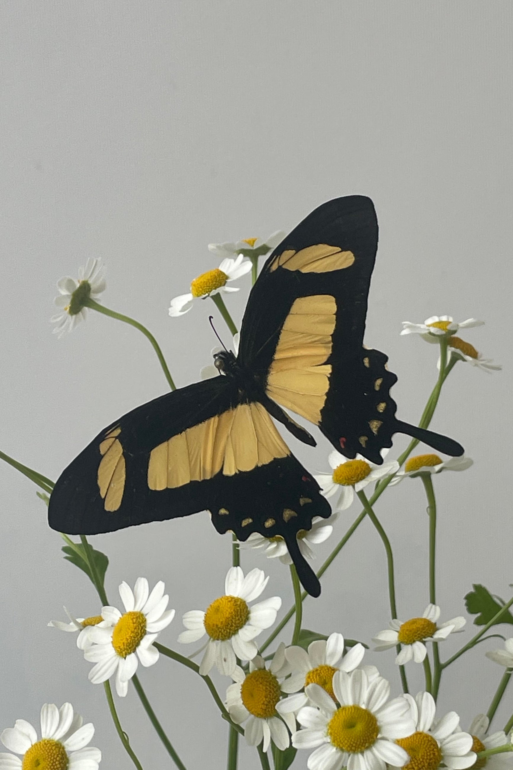 A yellow and black butterfly with white flowers on a white background ©Sprout Home