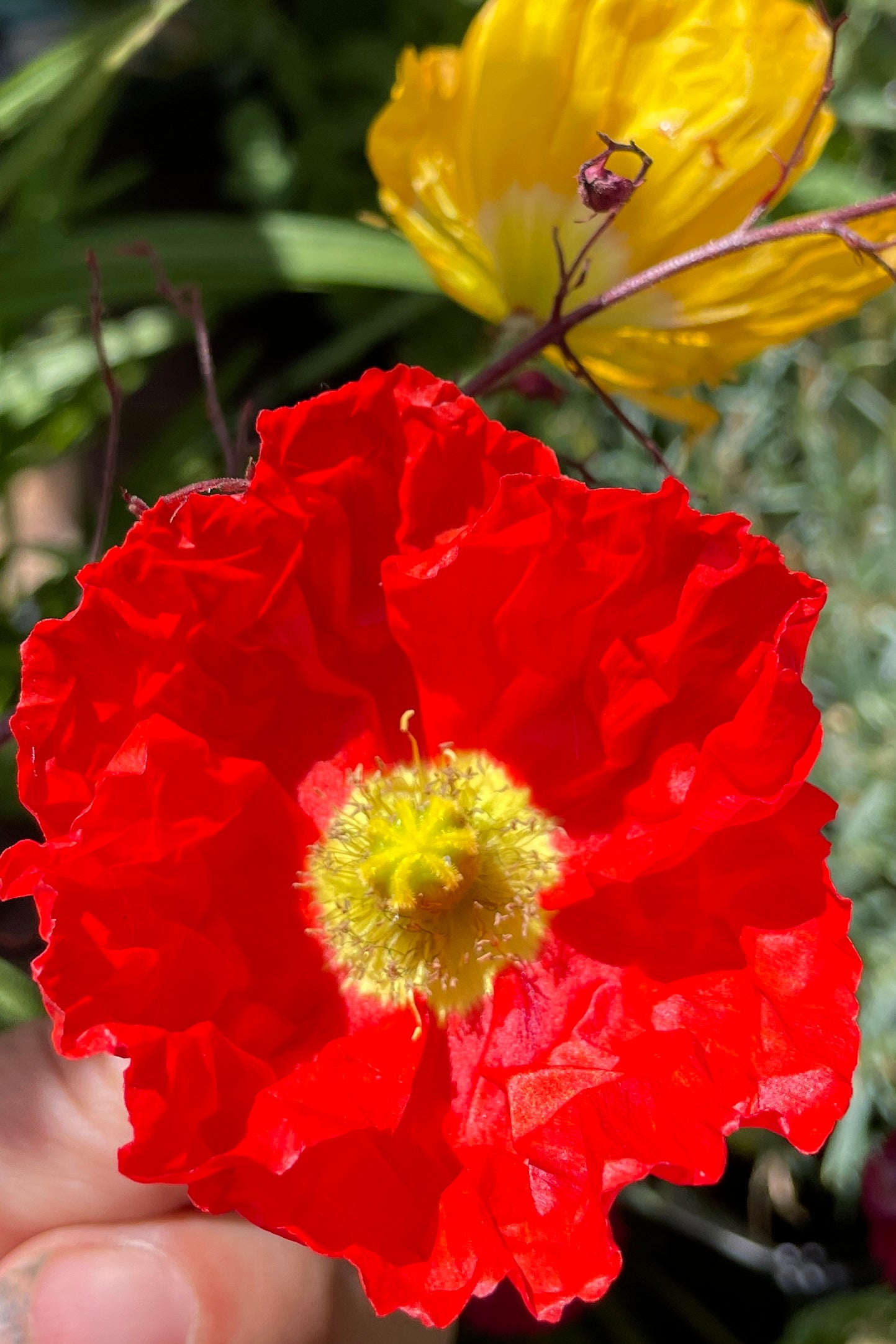 close up of the open flowers of Papaver 'Champagne Bubbles', with one flower being bright orange and another yellow, the end of June. ©Sprout Home