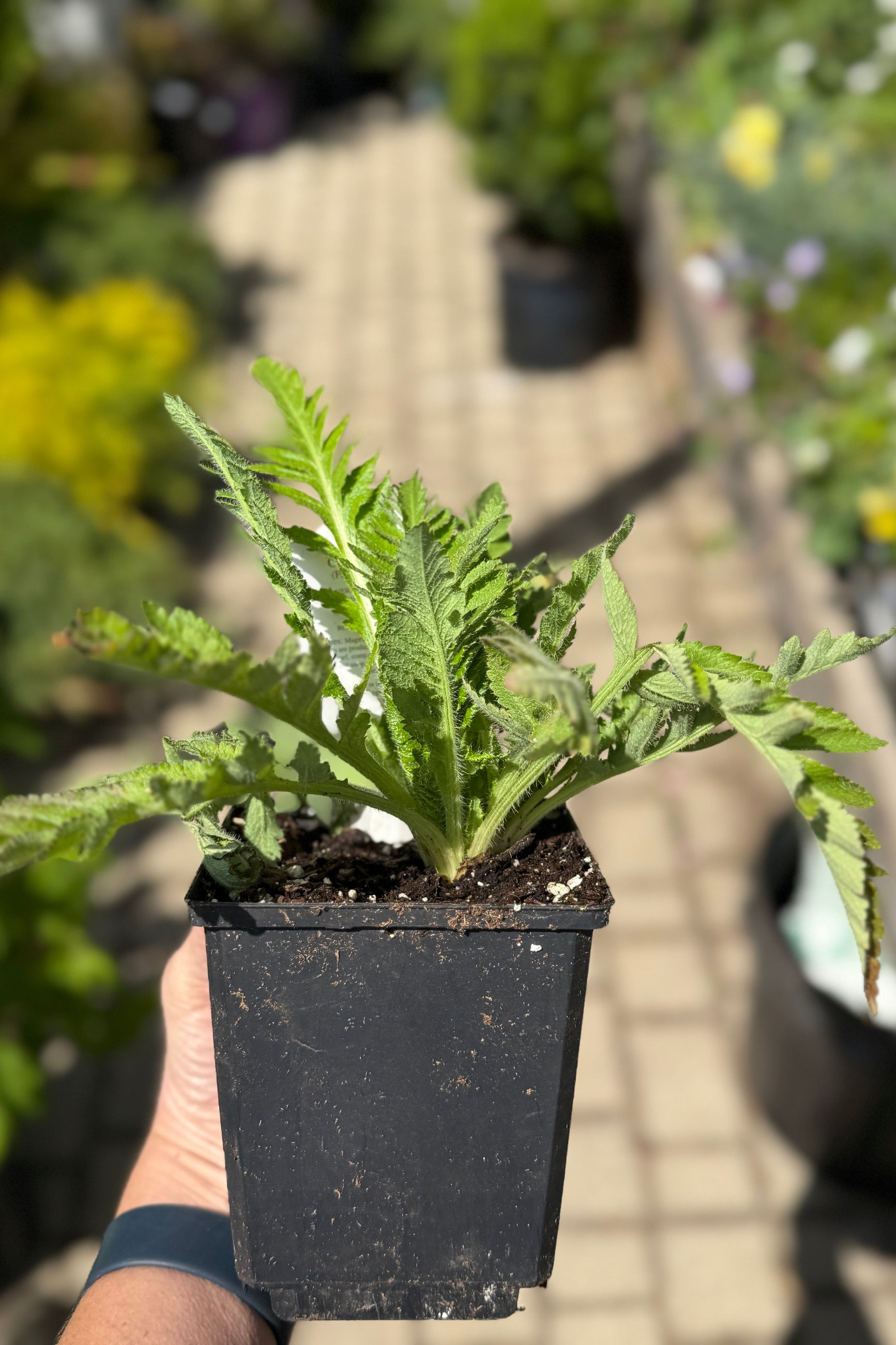 'Allegro' poppy in a 1qt growers pot starting to flush out its leaves prior to bud, the beginning of May ©Sprout Home