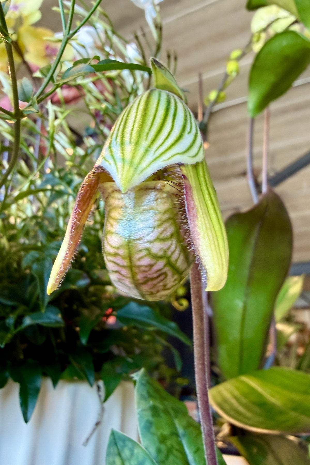 A close-up of a Paphiopedilum orchid flower with a green and yellow striped pouch and reddish-brown accents, surrounded by green leaves and a houseplant background. ©Sprout Home
