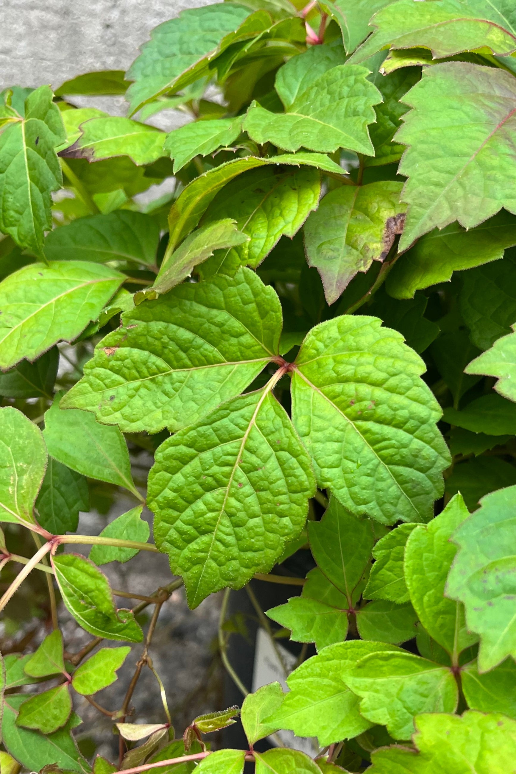 Detail picture of the jagged green leaves of the Parthenocissus tricuspidata "Boston Ivy" in at the end of June. ©Sprout Home