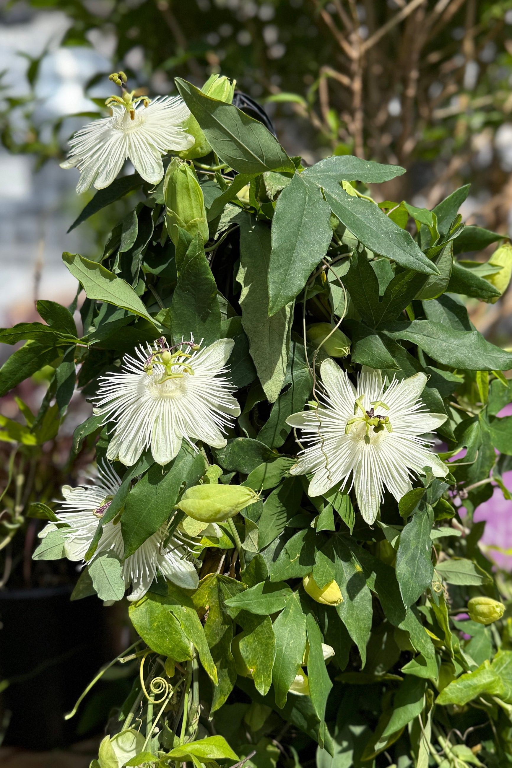 White blooming Passion flower vine in May ©Sprout Home