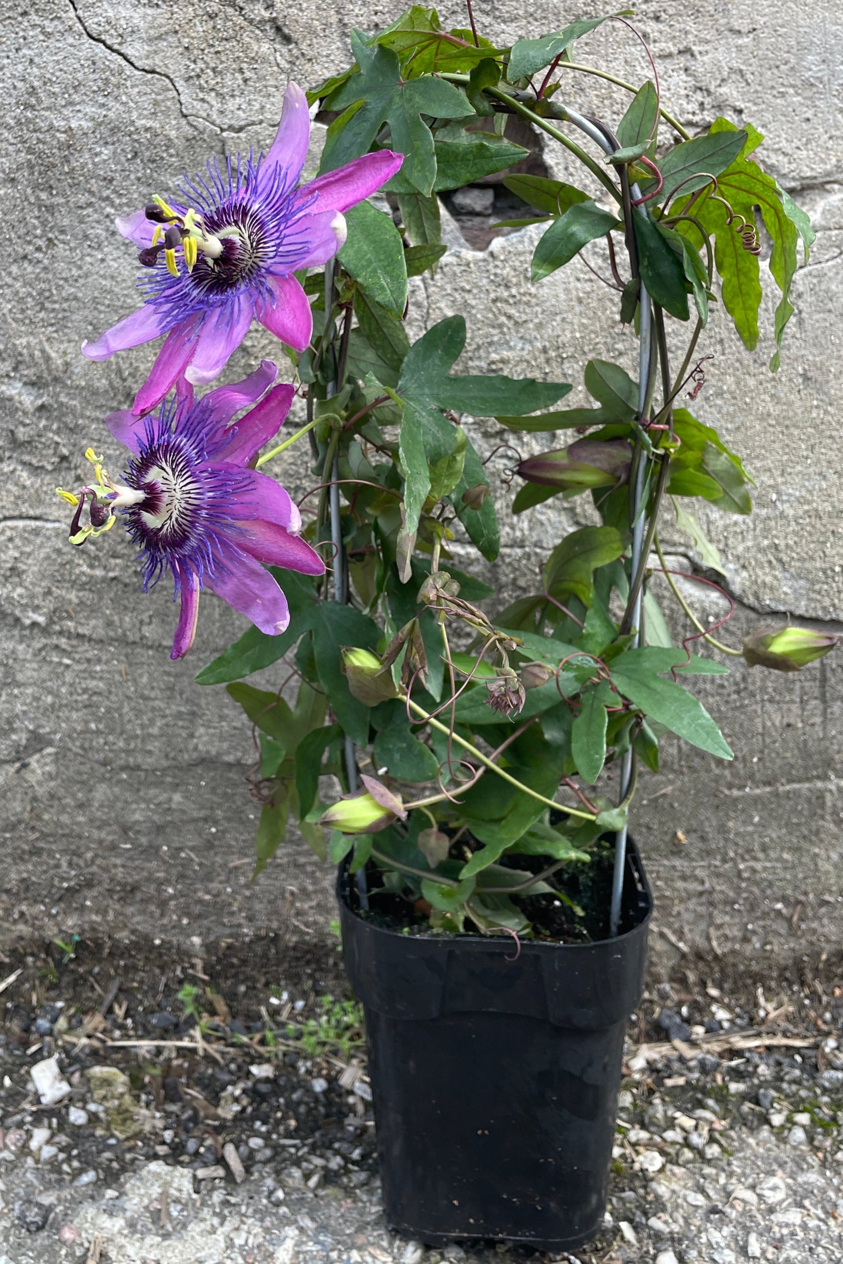 Passiflora blooming in purple growing in a 5" growers pot being shown against a concrete wall. ©Sprout Home