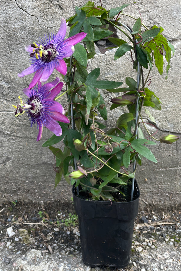 Passiflora blooming in purple growing in a 5" growers pot being shown against a concrete wall. 