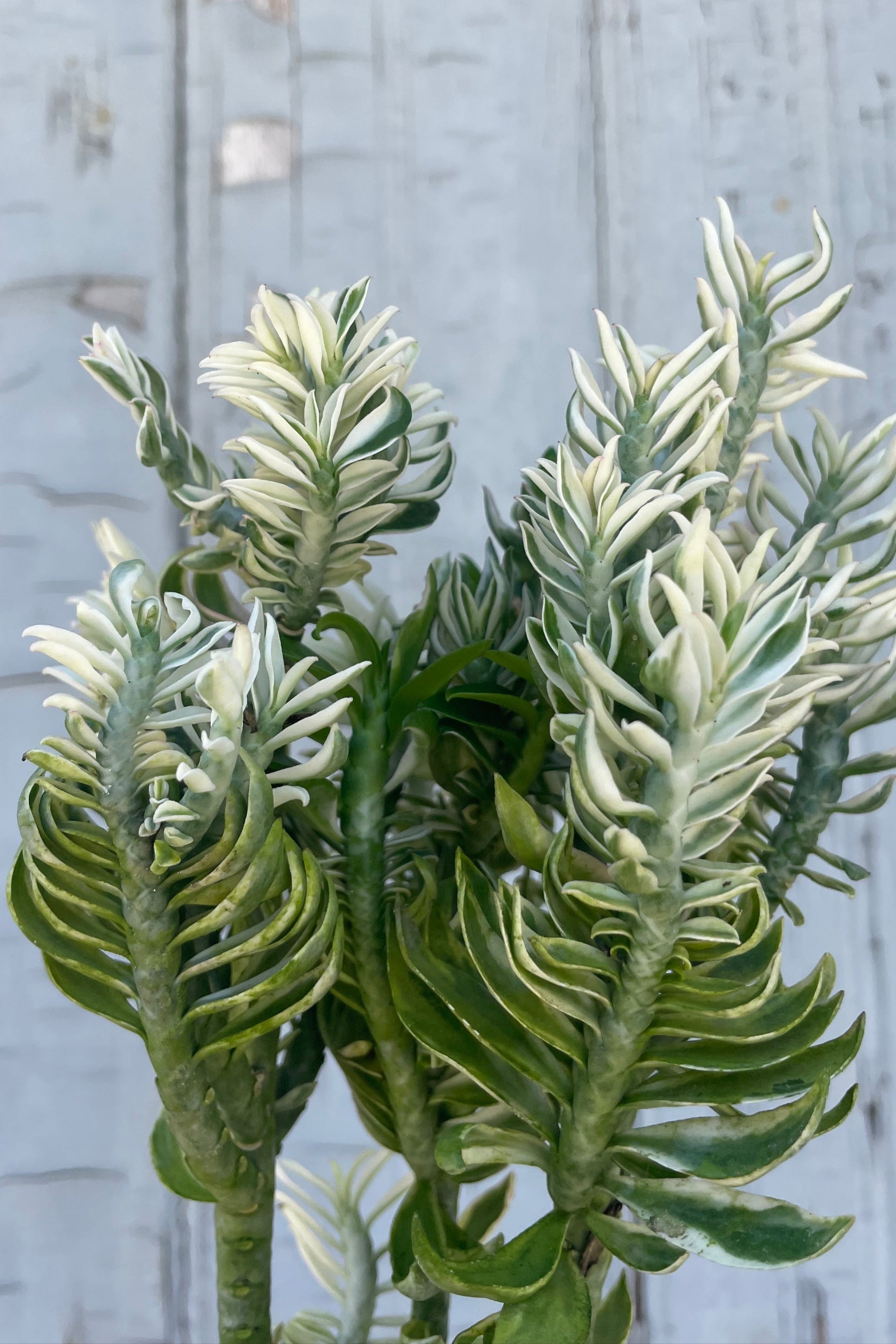 devils backbone succulent care Euphorbia tithymaloides Devils Backbone 3"
