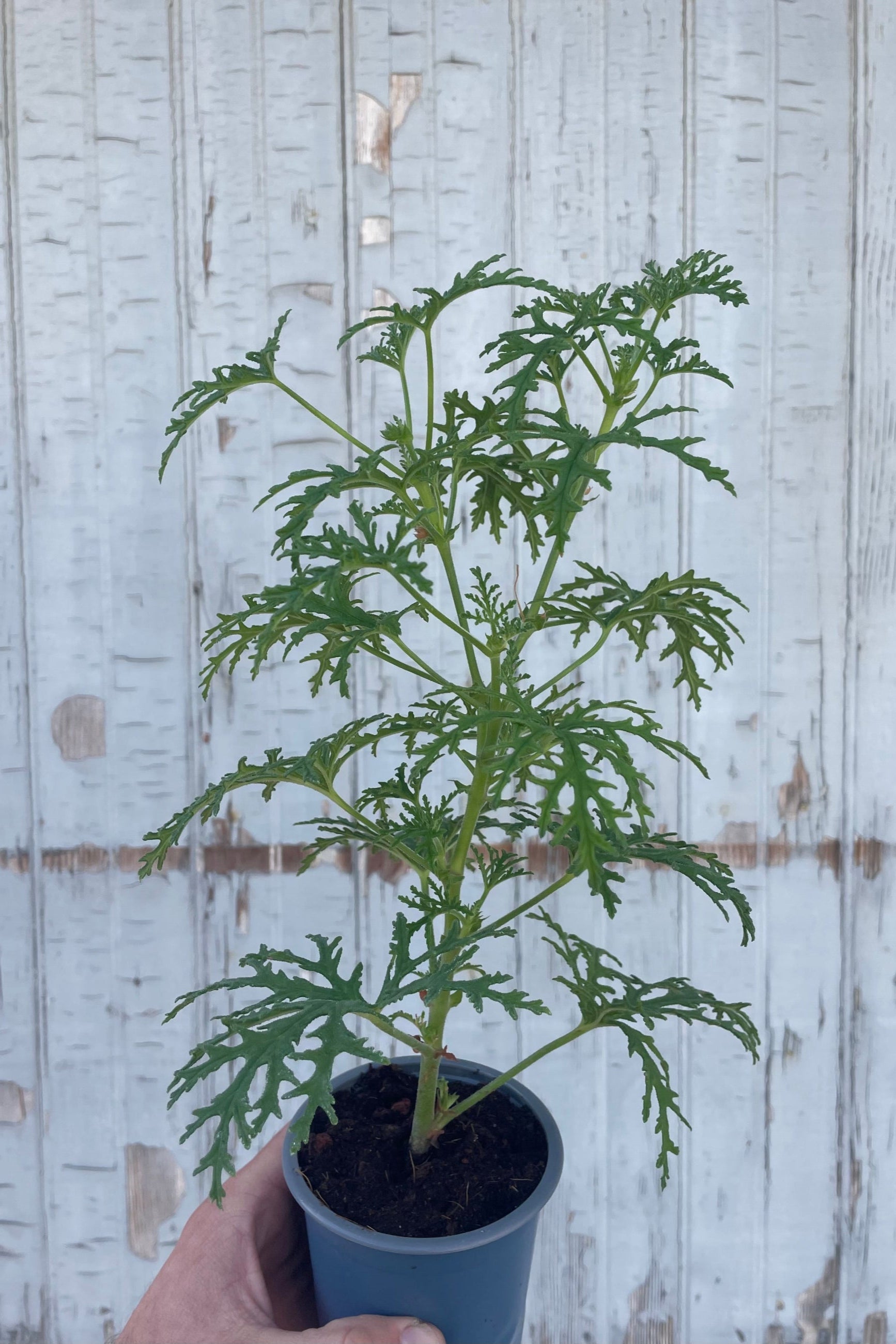 Photo of a hand holding a plant with intricate leaves. The plant is a Pelargonium or "scented geranium" It is in a blue pot and in front of a gray wall. ©Sprout Home