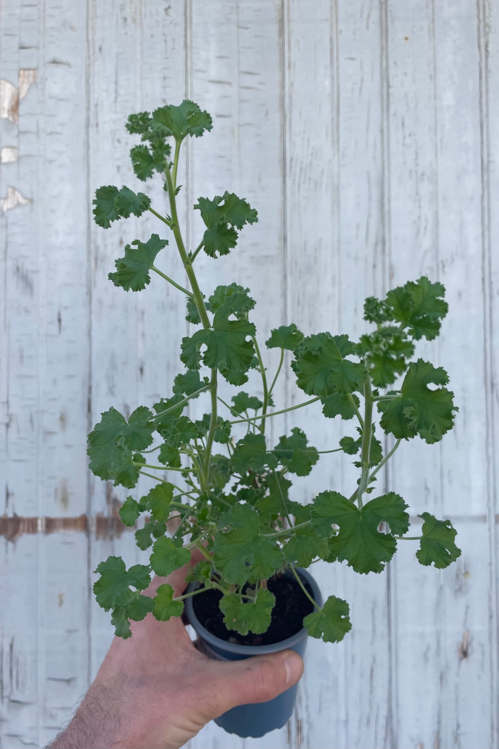 Photo of a hand holding a plant with intricate leaves. The plant is a Pelargonium or "scented geranium" It is in a blue pot and in front of a gray wall. ©Sprout Home