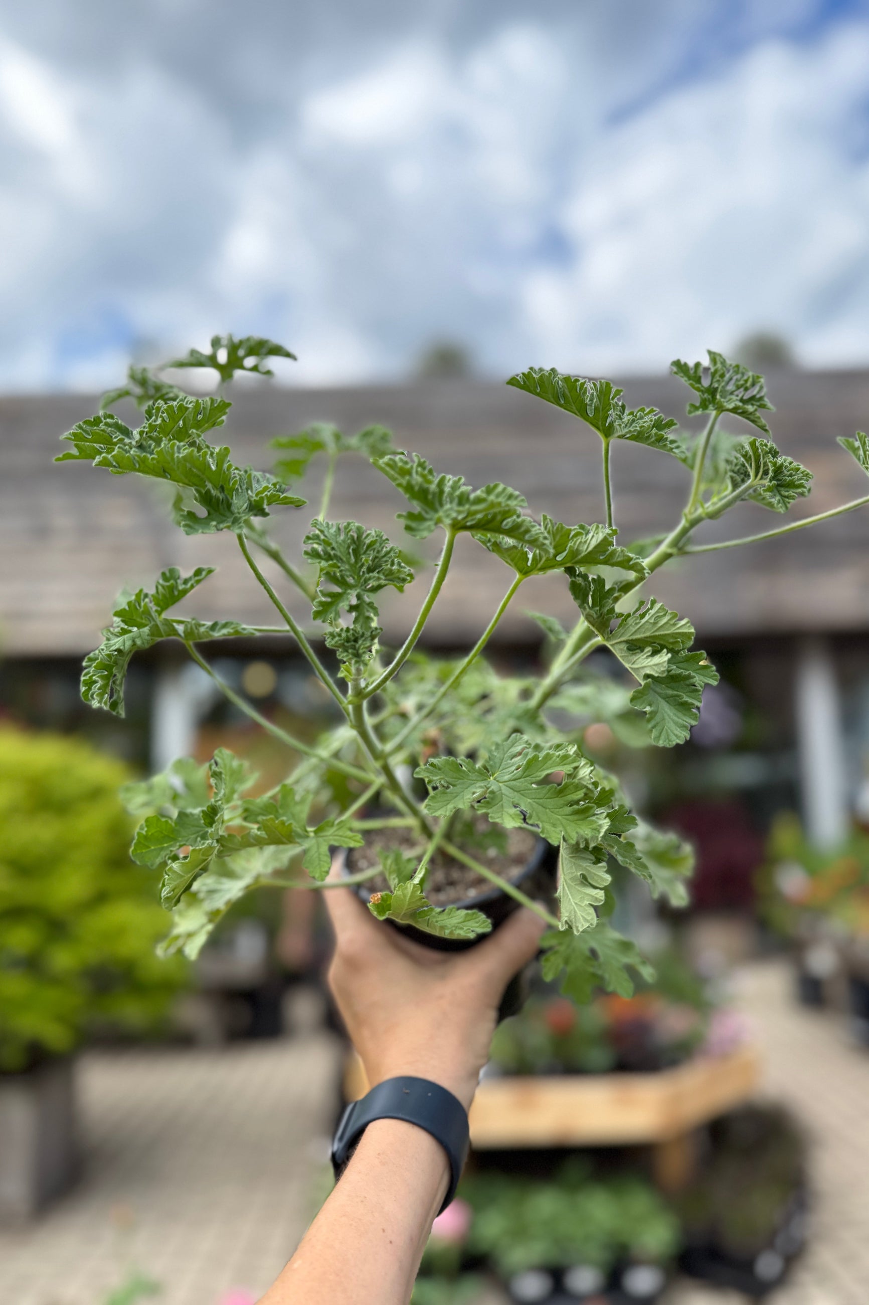 Scented Citronella Geranium in a 4" greowers pot the beginning of May ©Sporut Home