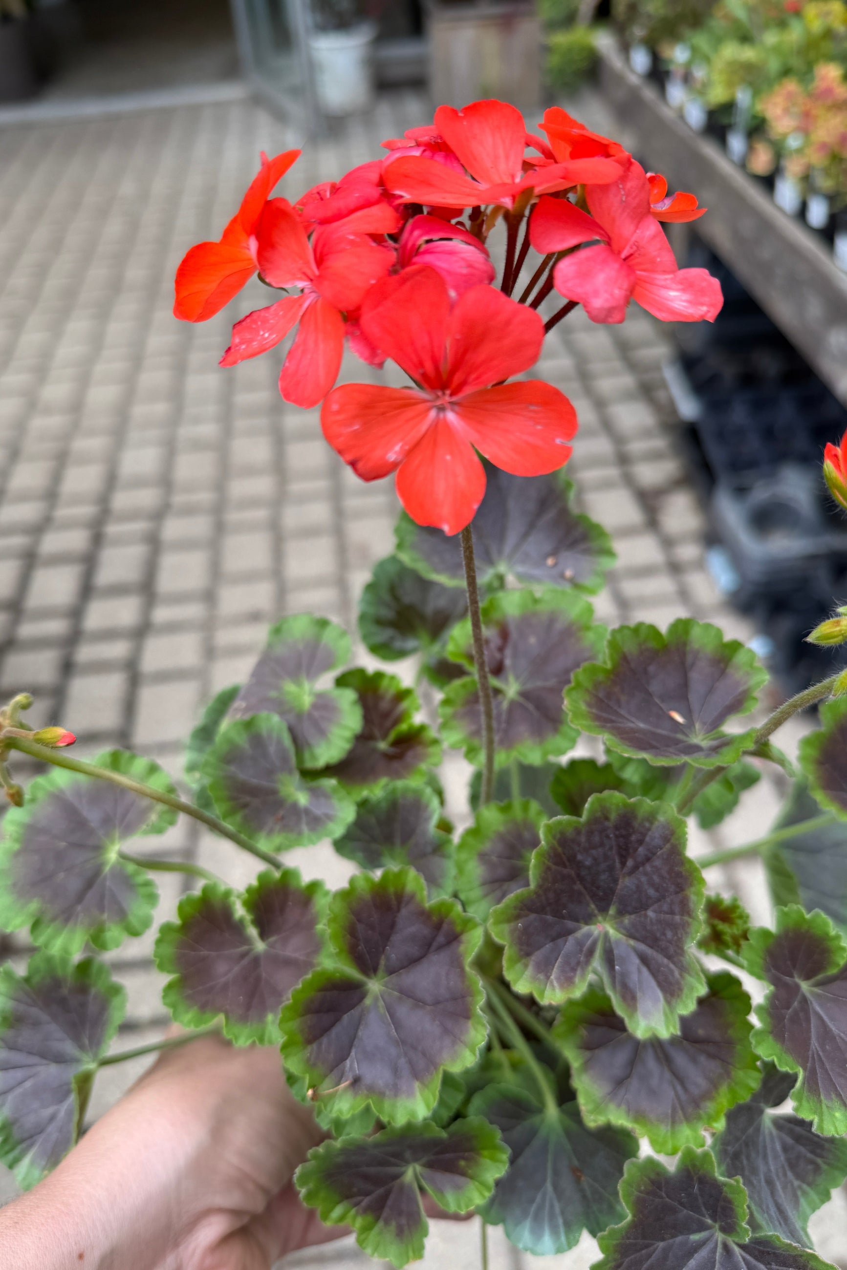 Pelargonium zonale 'Brocade Fire' with its red flowers and two toned leaves in May ©Sprout Home