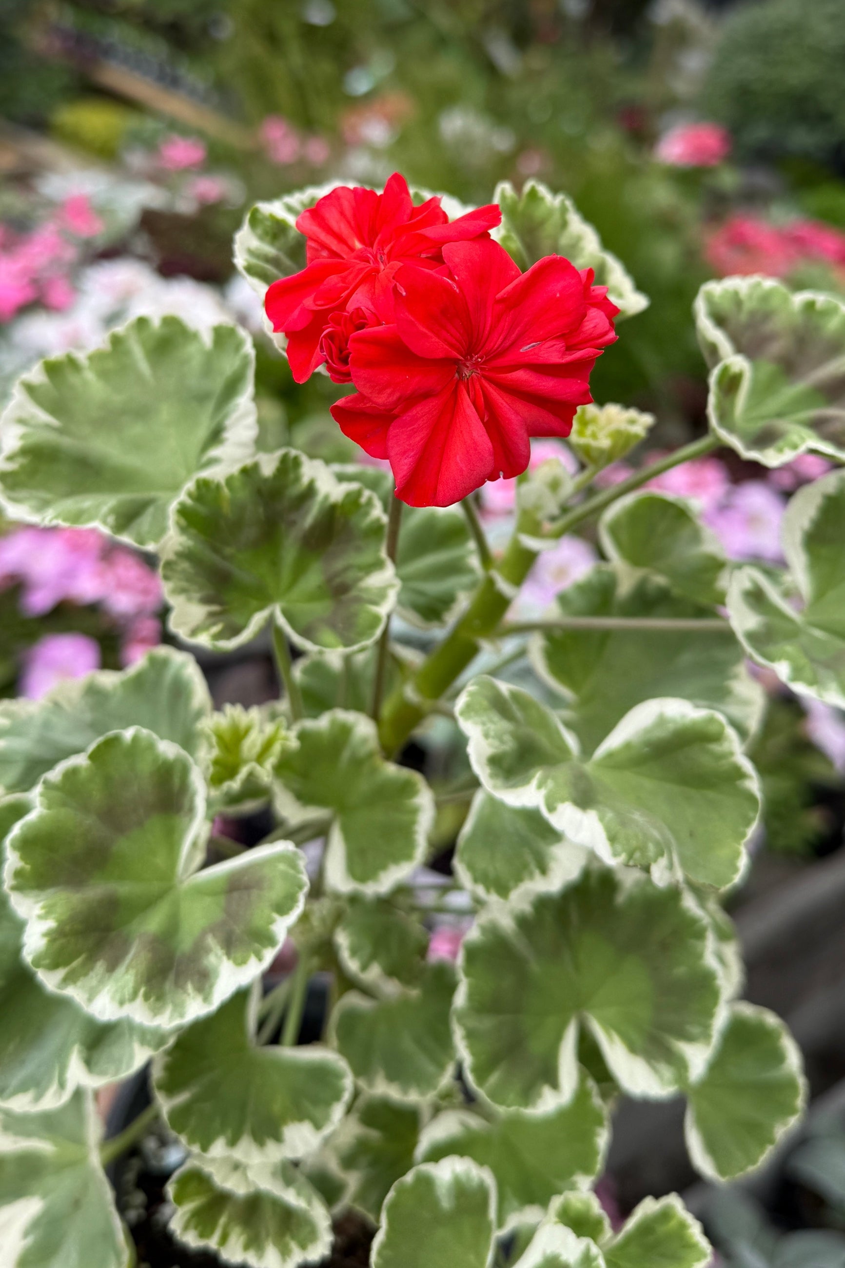 Pelargonium zonale 'Princess Alexandra' with its red flowers and two toned leaves in May ©Sprout Home