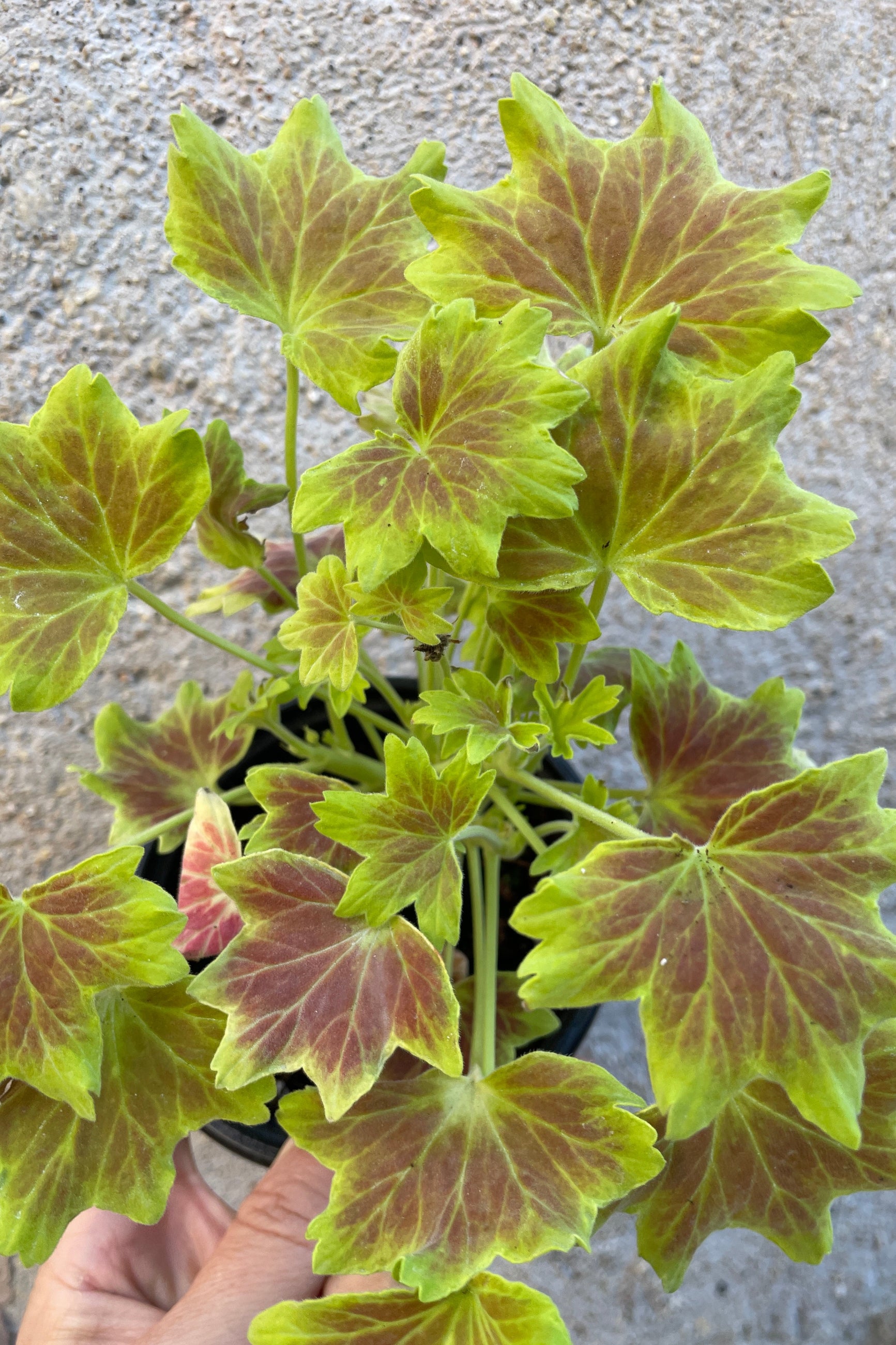 PelarZ4 'Vancouver Centennial' two toned leaves up close in April ©Sprout Home