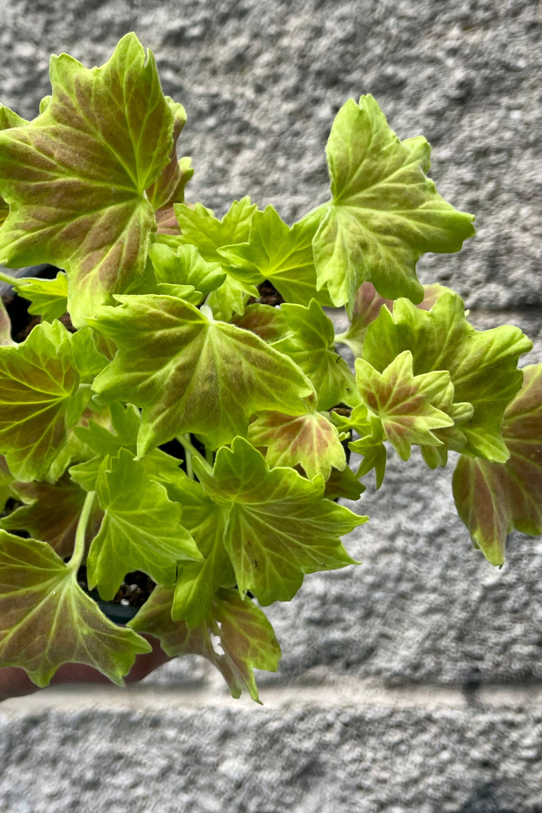 Close photo of a multi lobed leaf that is bright yellow-green with a red blush to the leaves. The plant is Pelargonium zonale or Zonal Geranium shown in front of a gray wall ©Sprout Home