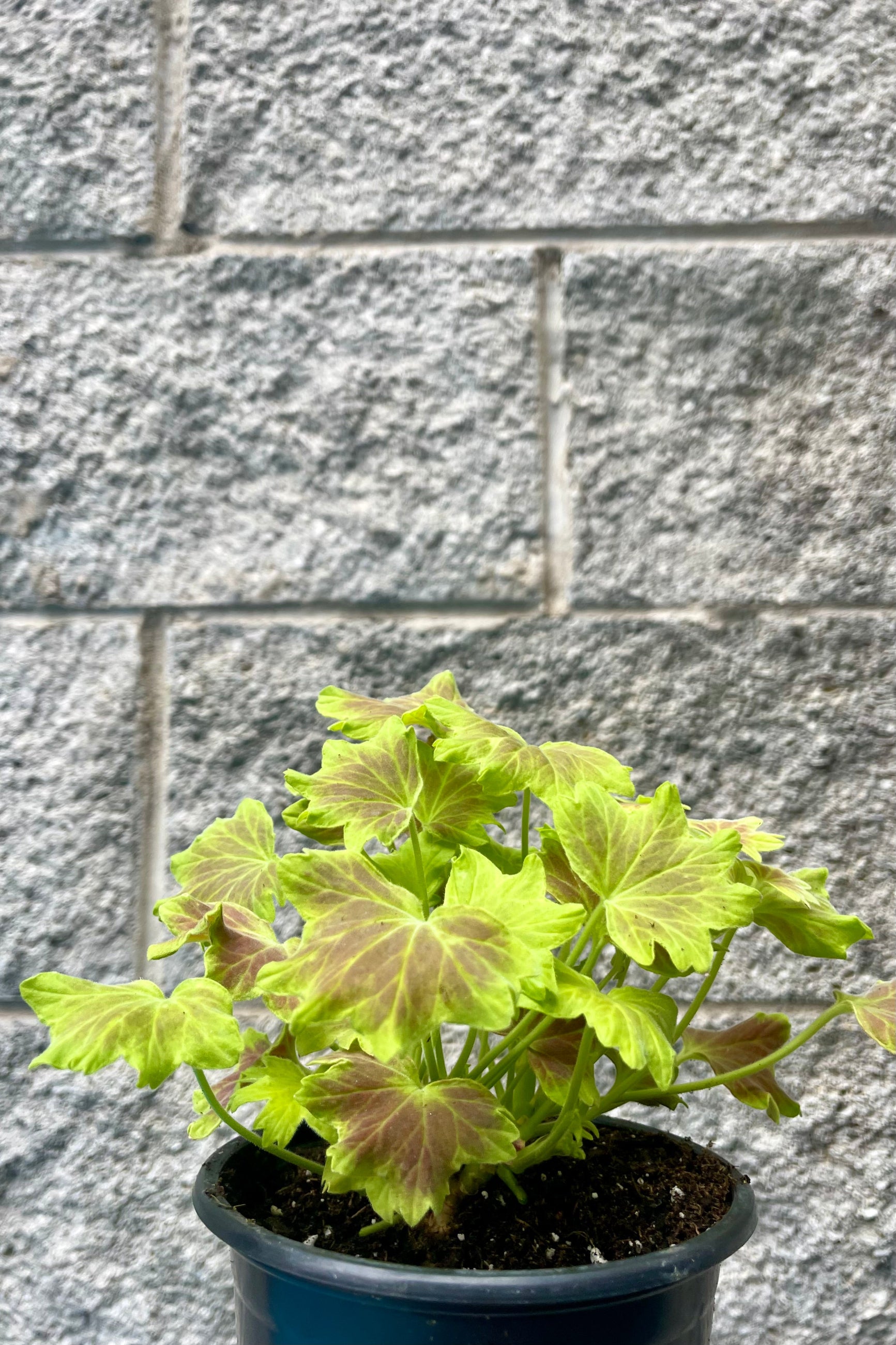 Photo of a zonal geranium, Pelargonium zonale, plant in front of a gray brick wall. The plant has bright yellow-green leaves and a red blush detail. ©Sprout Home