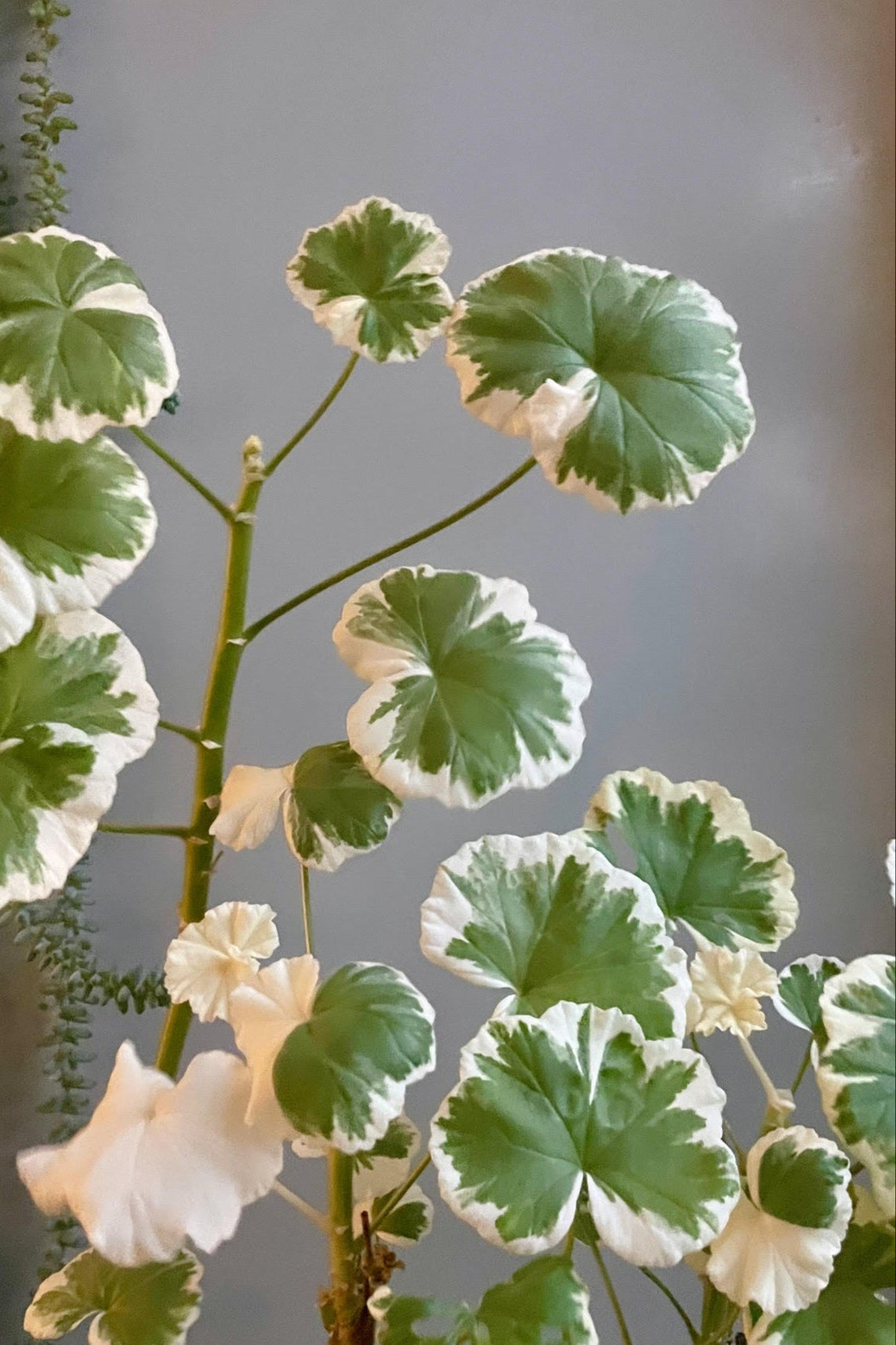 Photo of stems with green leaves with a prominent white edge. These rounded leaves belong to Pelargonium zonale or Zonal Geranium. This plant is shown in front of a gray wall. ©Sprout Home