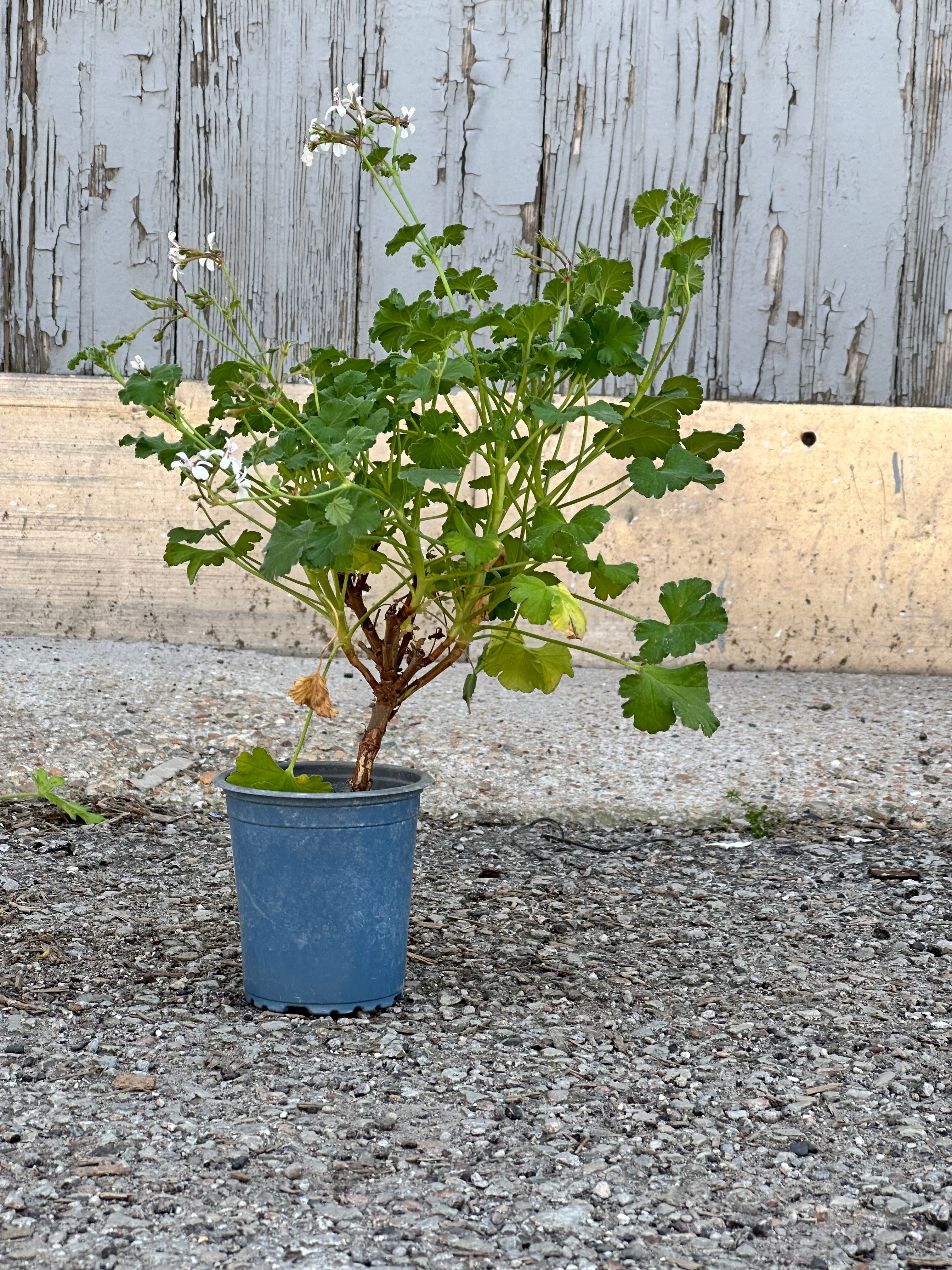 Pelargonium Scented Geranium in a growers pot against a metal and wood wall.