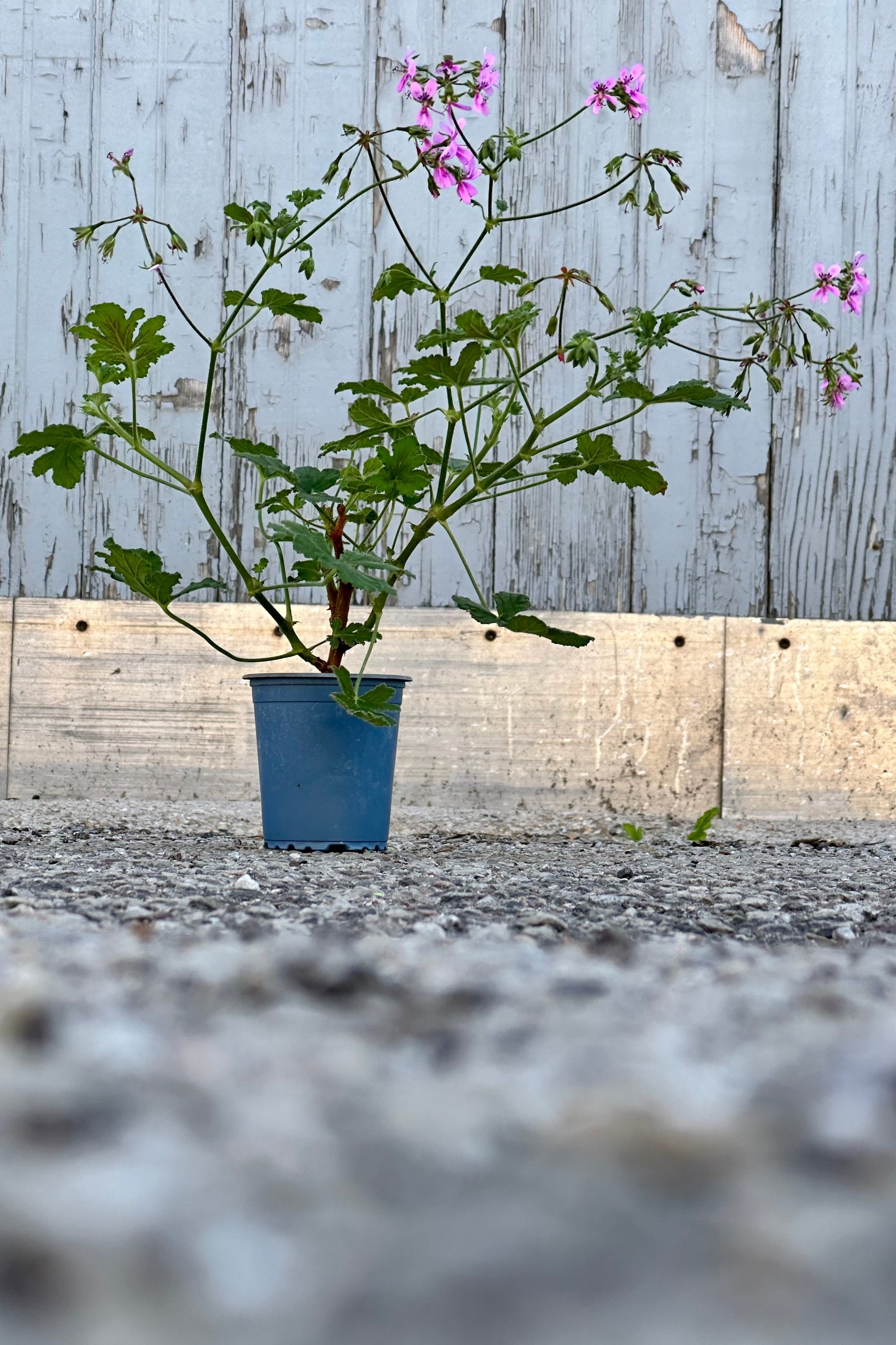 Pelargonium flowering pink in its growers pot against a gray wood wall. ©Sprout Home