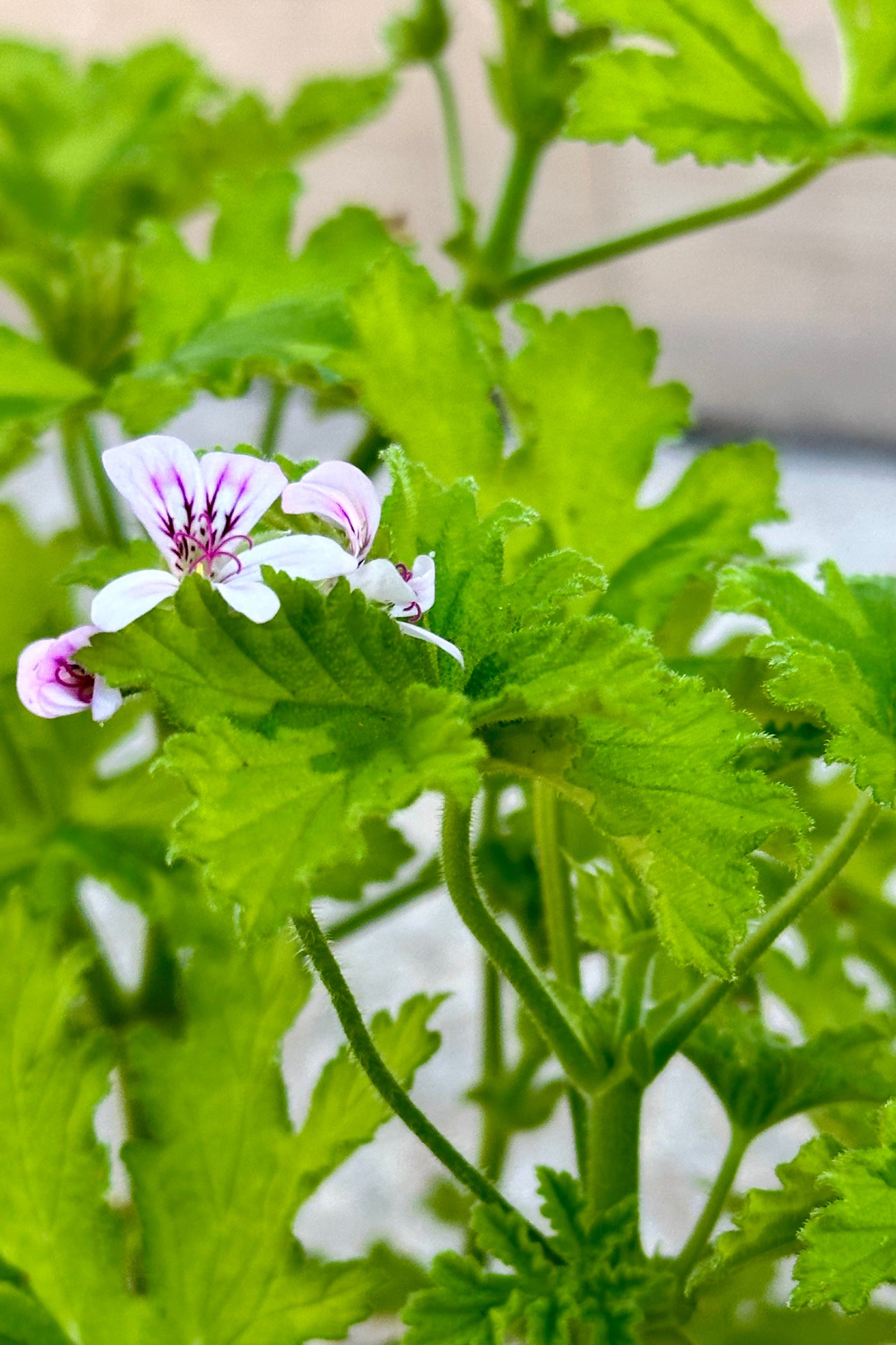 Detail of the soft green foliage and light white pink flower of a Scented Geranium at Sprout Home. ©Sprout Home