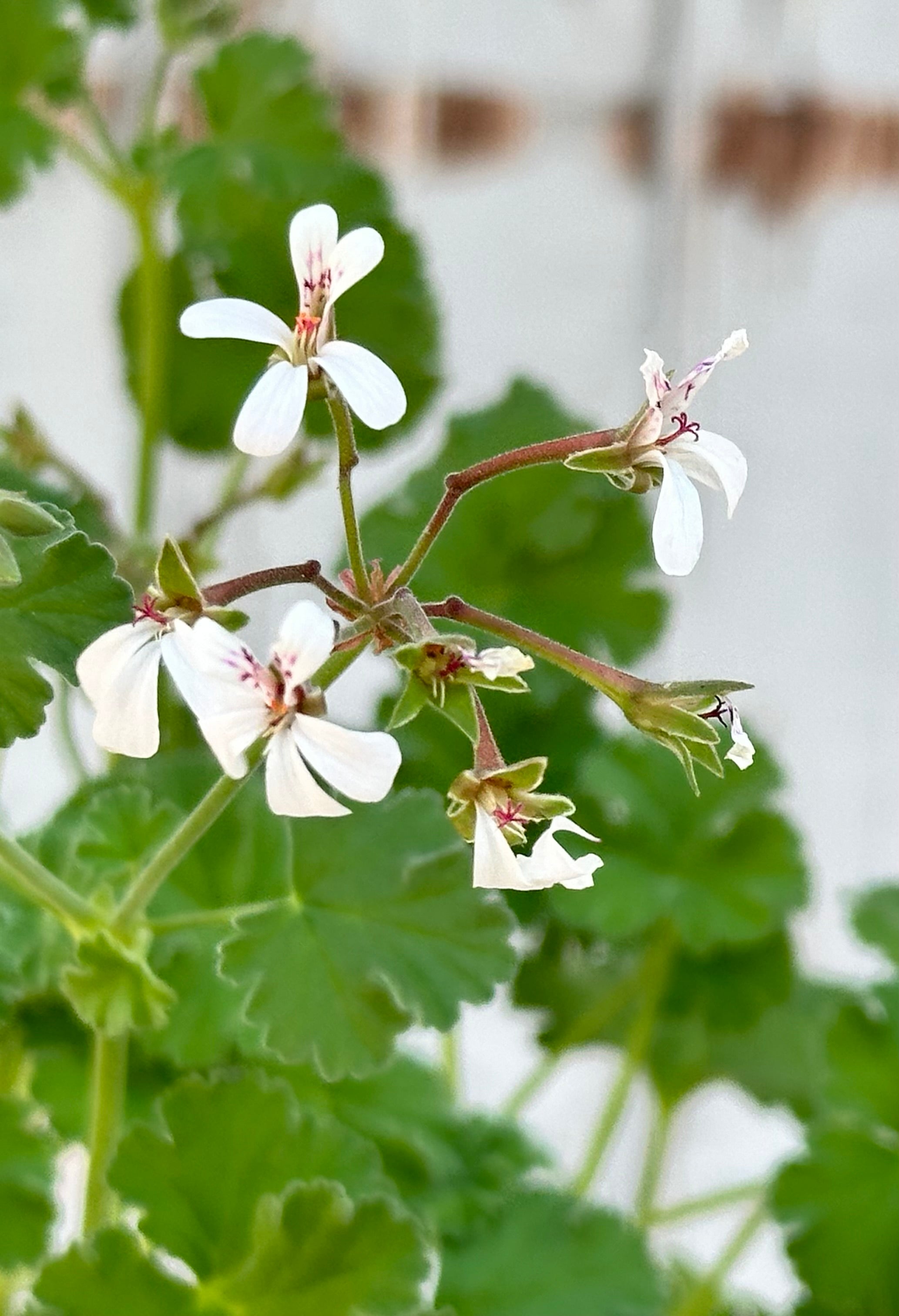 White flowering Scented Geranium up close.