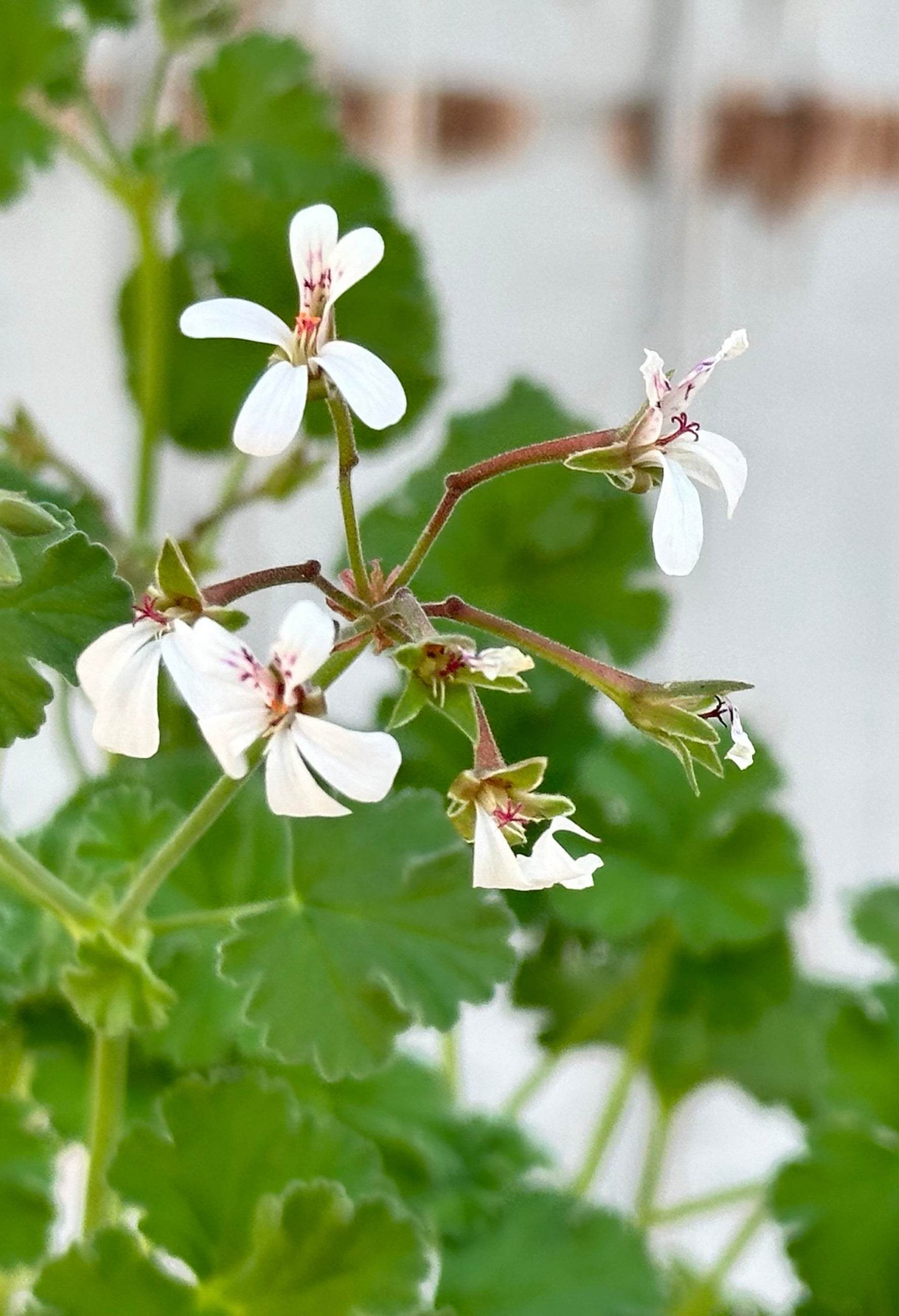 White flowering Scented Geranium up close. ©Sprout Home