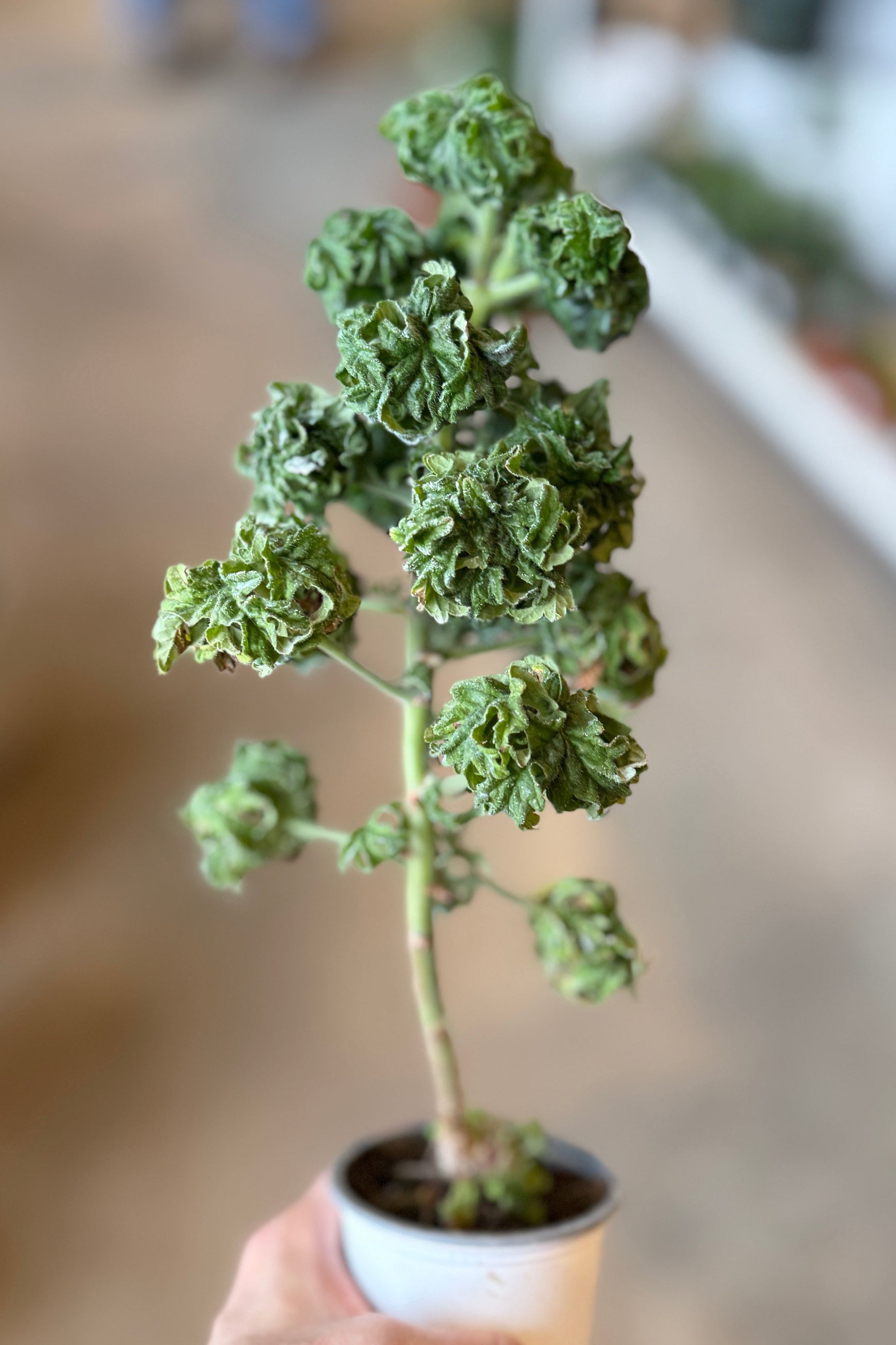 Small potted Pelargonium "Scented Geranium" 'Lemon Pom Pom' 3.5" plant held in a hand with a blurred background ©Sprout Home