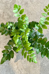 Overhead close Photo of green compound leaves of Pellaea falcata fern houseplant against a cement background.