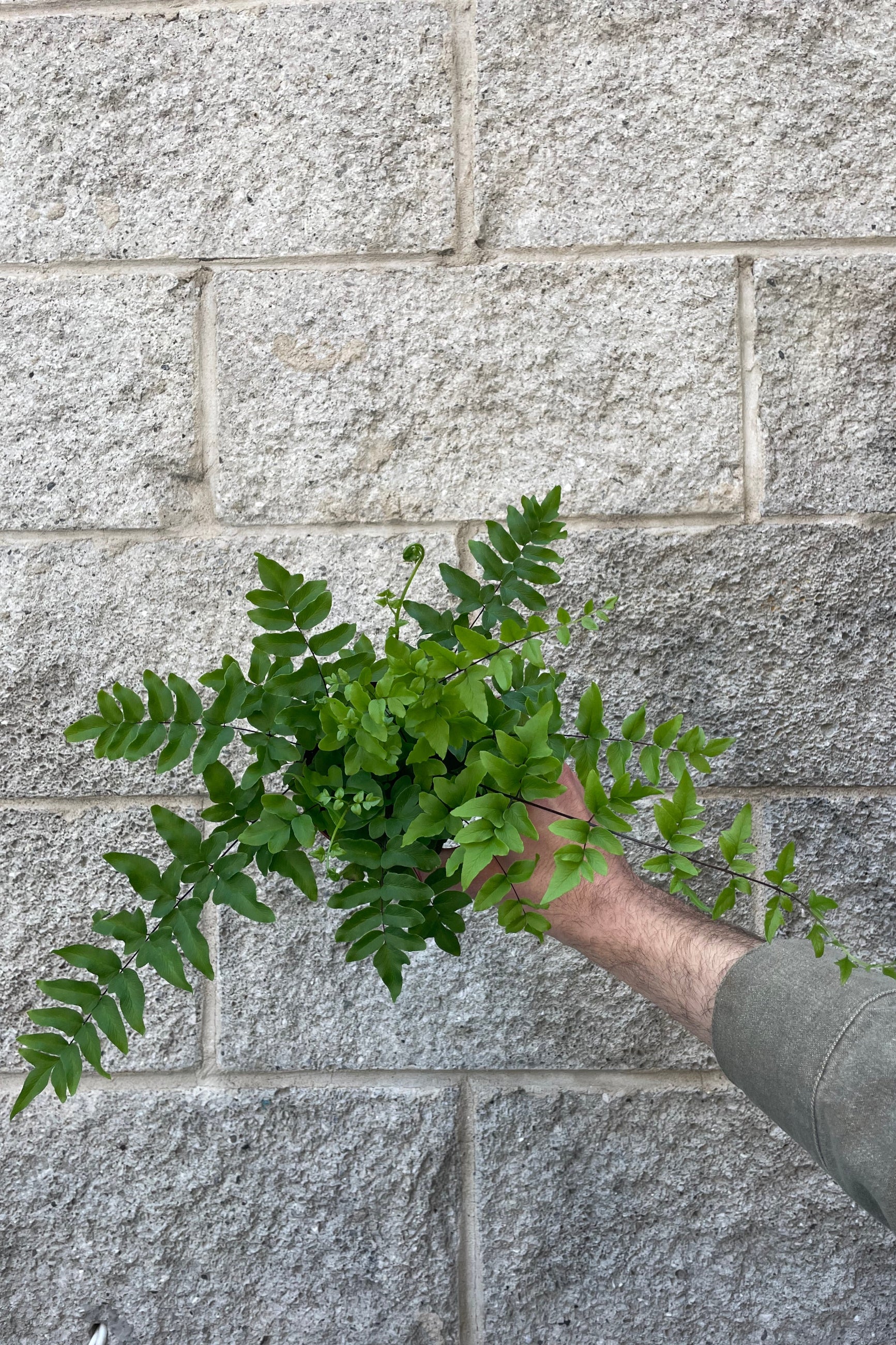 Photo of a hand holding a fern in front of a gray wall The fern is green with highly texture leaflets. Pallaea hastata ©Sprout Home