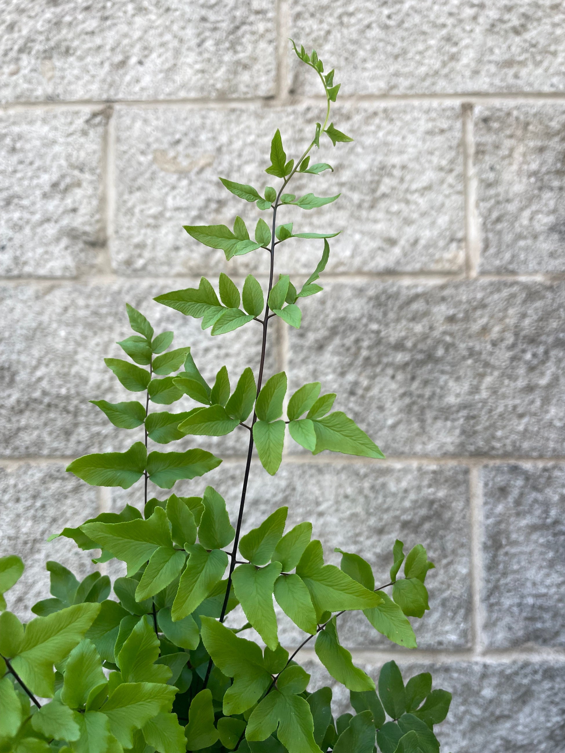 Close up photo of a fern in front of a gray wall The fern is green with highly textured leaflets. Pallaea hastata ©Sprout Home