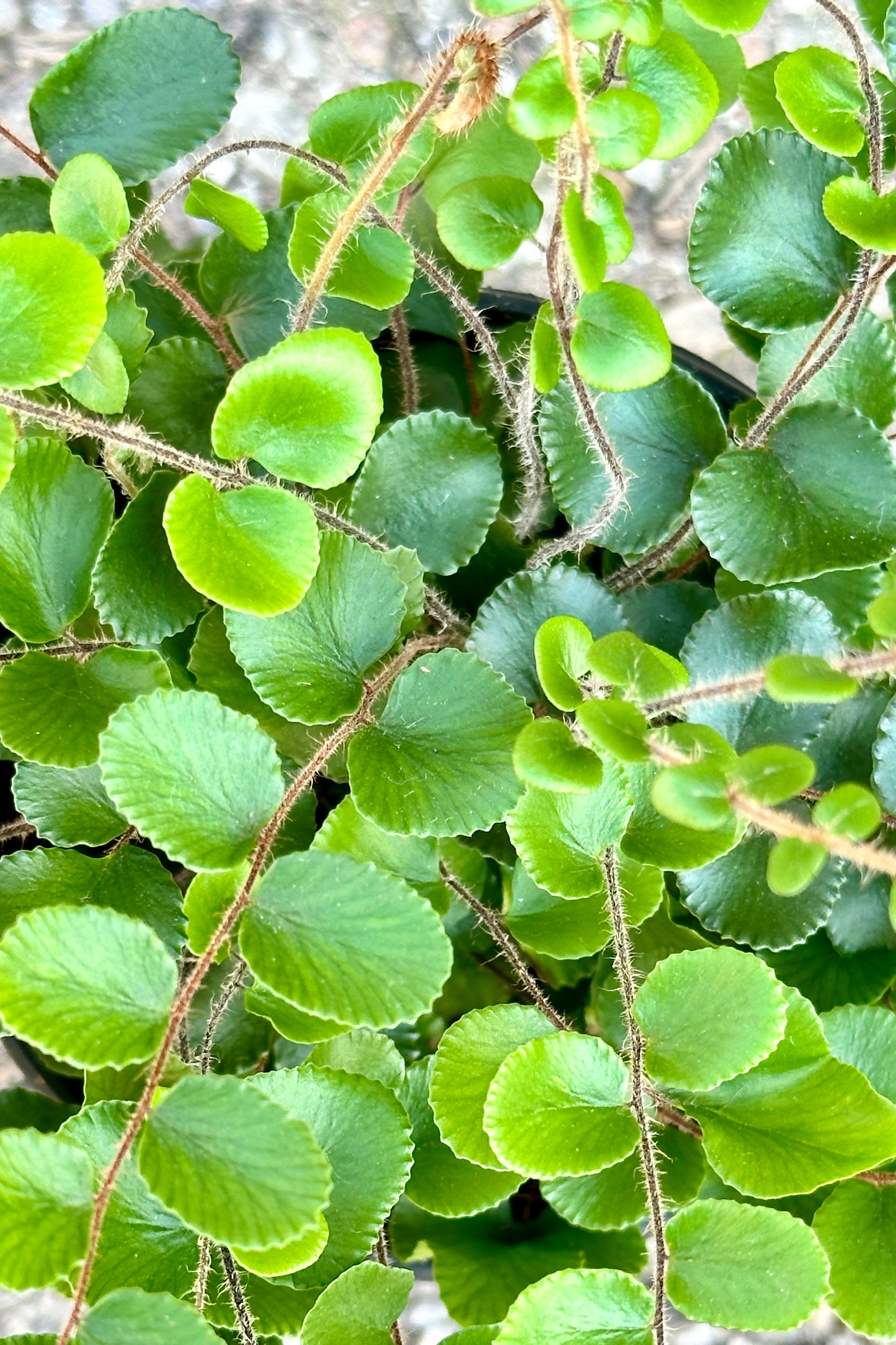 The button shaped greens leaves of the Pellaea rotundifolia at Sprout Home.