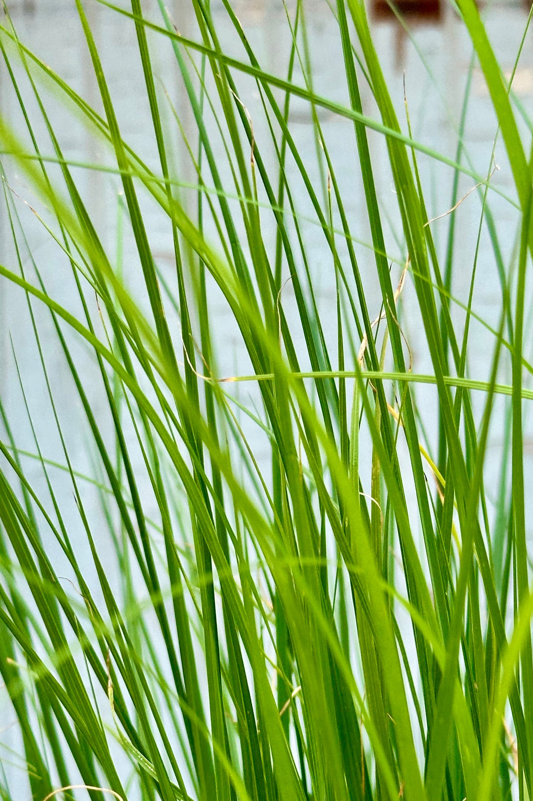 The dainty green grass blades of Pennisetum 'Hameln' mid July at Sprout Home ©Sprout Home