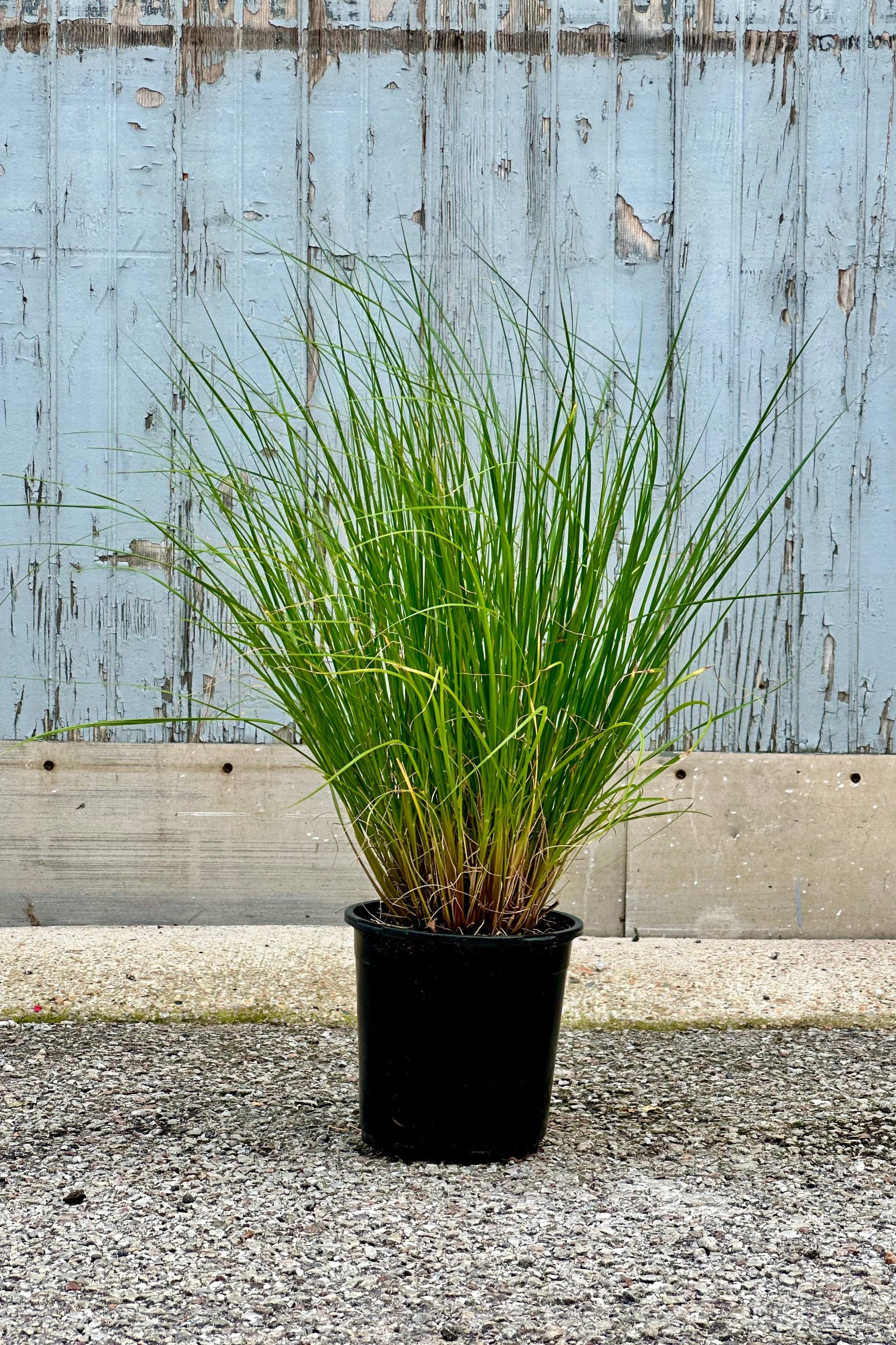 Pennisetum 'Hameln' grass in a #1 growers pot mid July at Sprout Home showing the green blades coming out of the pot against a wood wall. ©Sprout Home