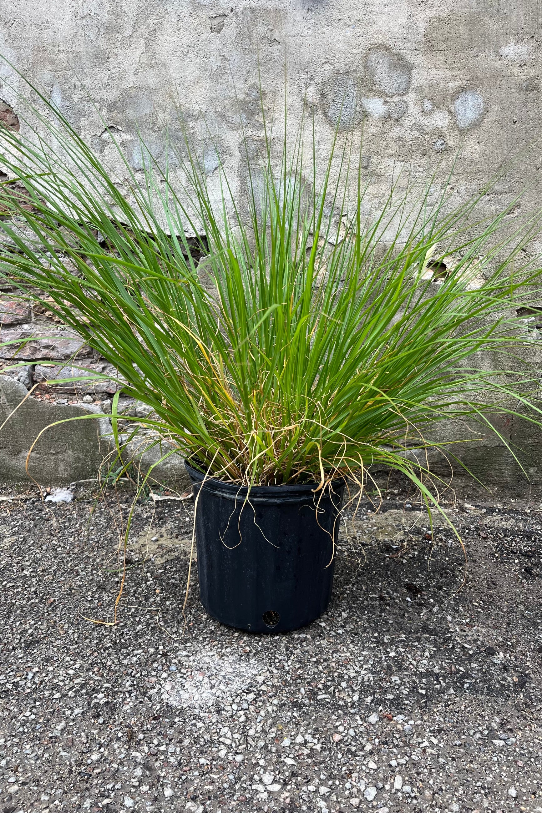 Pennisetum alopecuroides 'Hameln' dwarf fountain grass in mid-summer, late July. Dark green, fine textured foliage, in a growers pot showing graceful, loosely tufted form ©Sprout Home