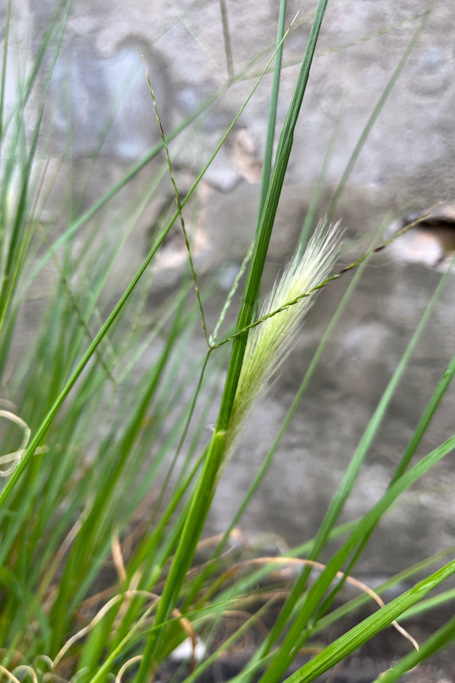 Detail of Pennisetum alop. 'Hameln' in mid-summer, late July, showing the developing white flowers appearing among the brightly colored grass ©Sprout Home